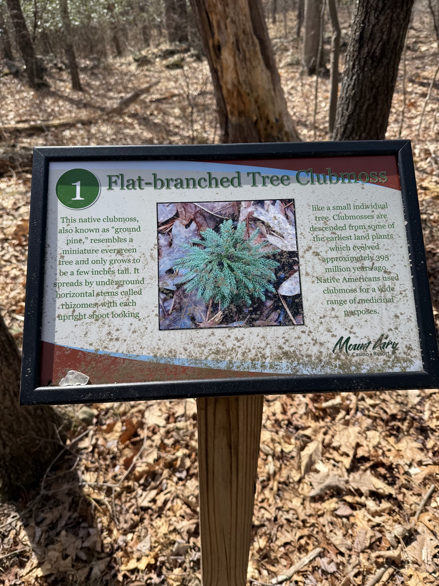 Merry Hill Trail - Mt Pocono, PA