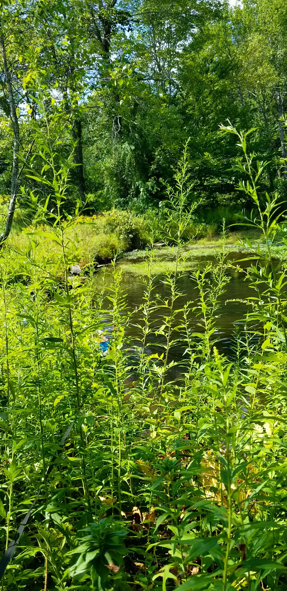 Merry Hill Trail - Mt Pocono, PA