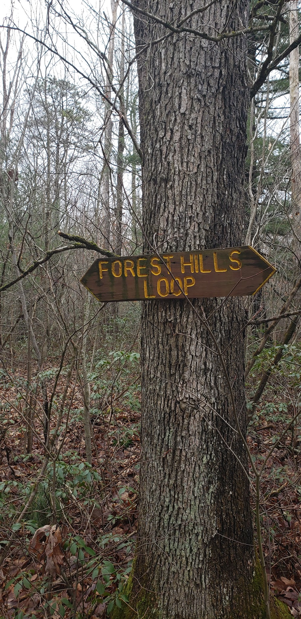 Merry Hill Trail - Mt Pocono, PA