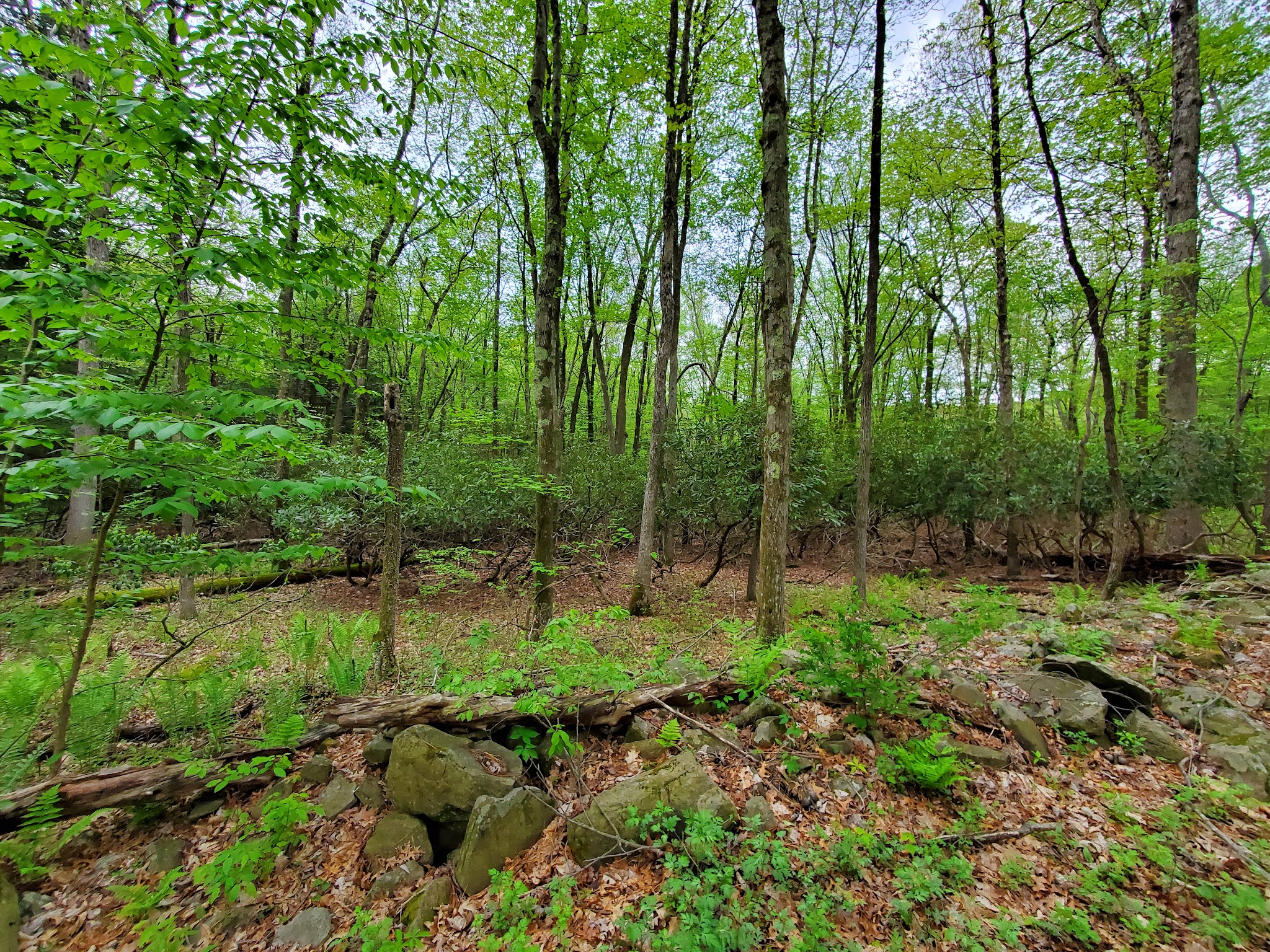 Merry Hill Trail - Mt Pocono, PA