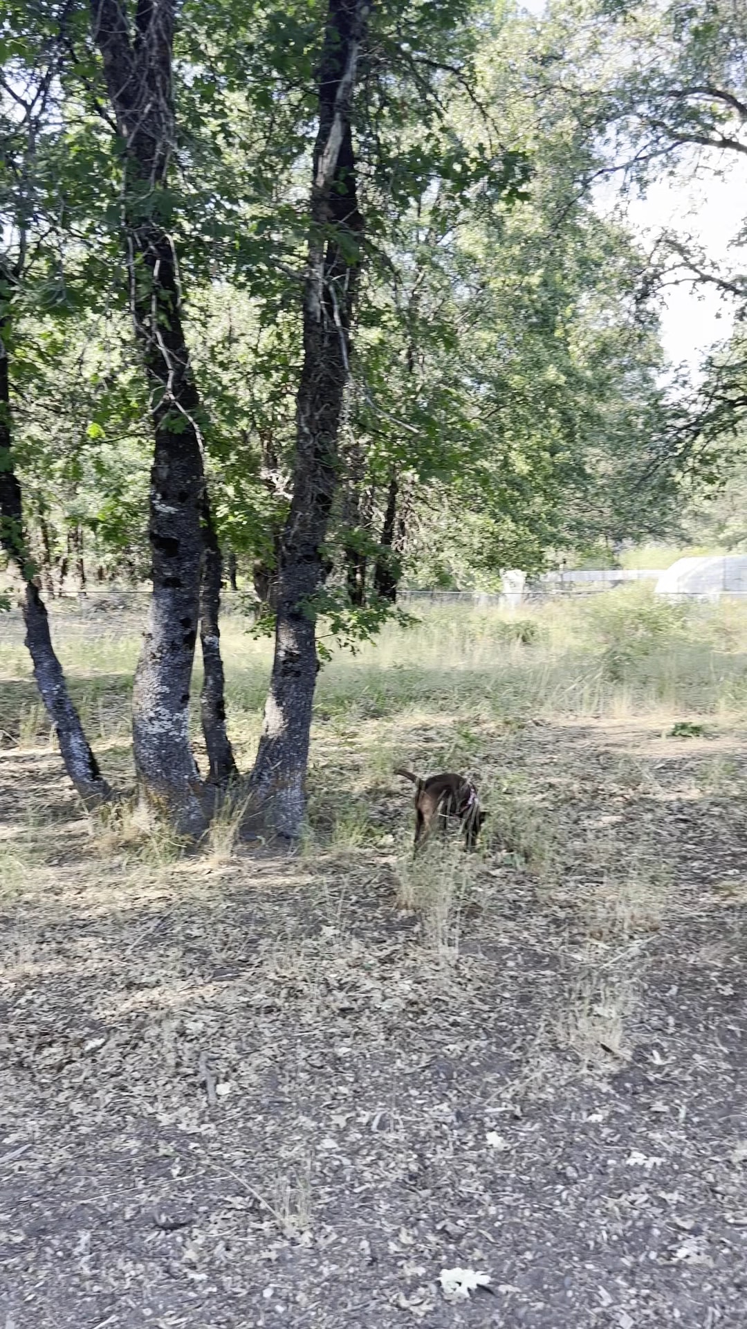Shastice dog park - Mt Shasta, CA