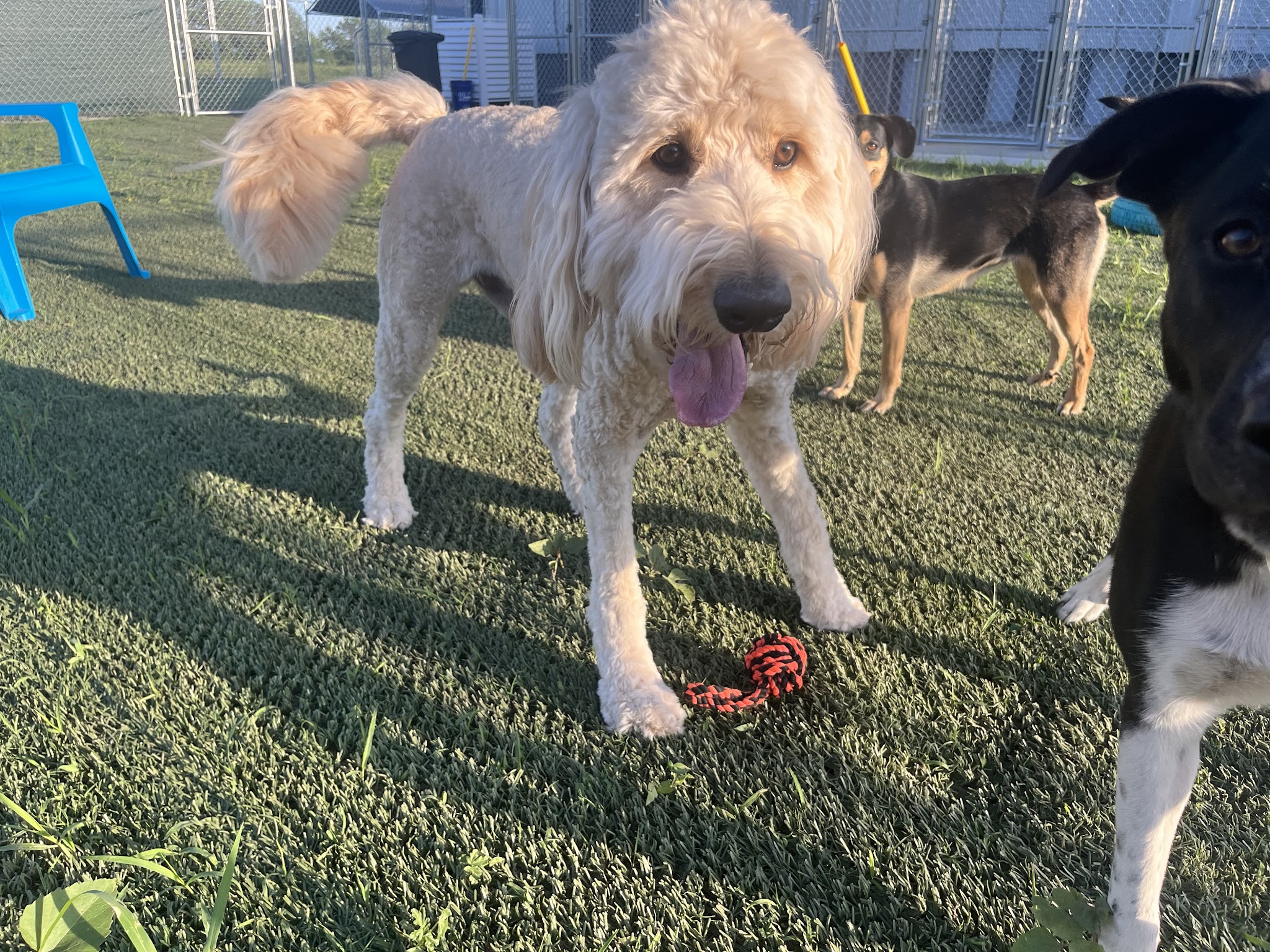 Hidden Acres Dog Resort - Mulvane, KS