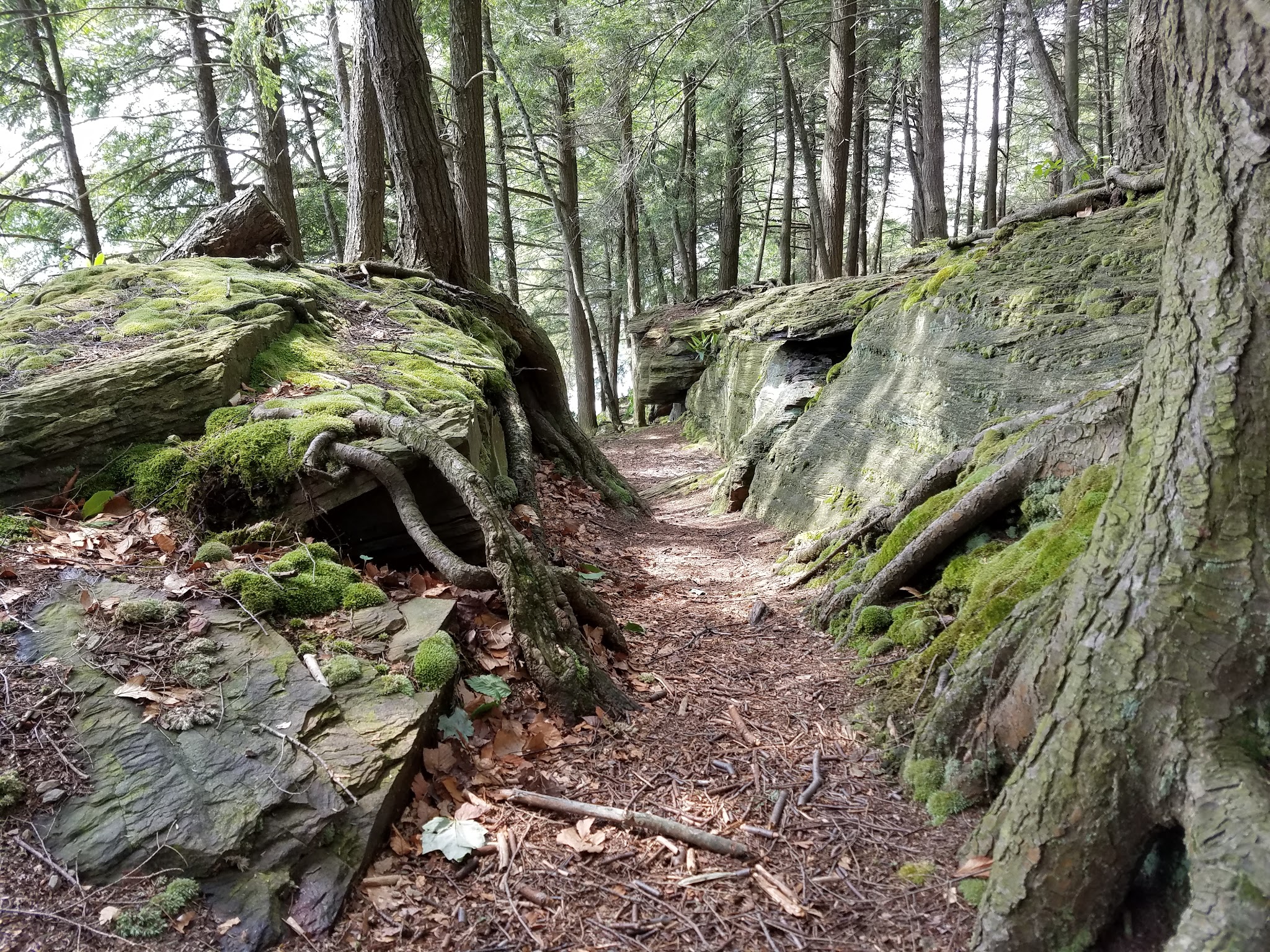 The Laurel Path - Muncy Valley, PA