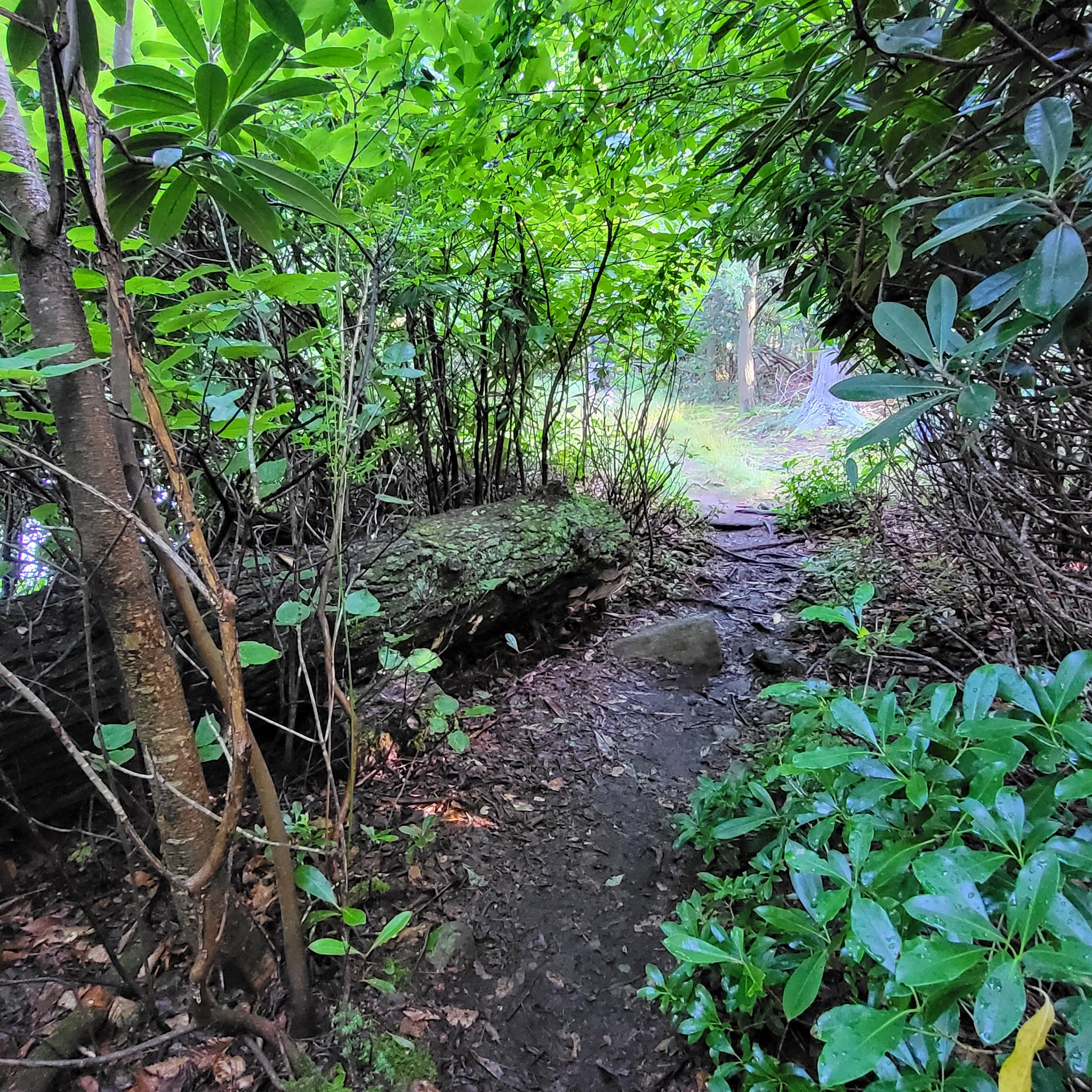 The Laurel Path - Muncy Valley, PA