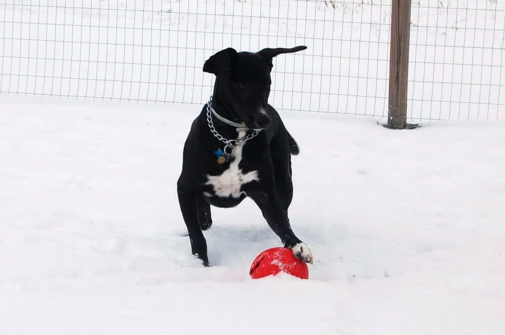 Country Hound Kennels - Munnsville, NY