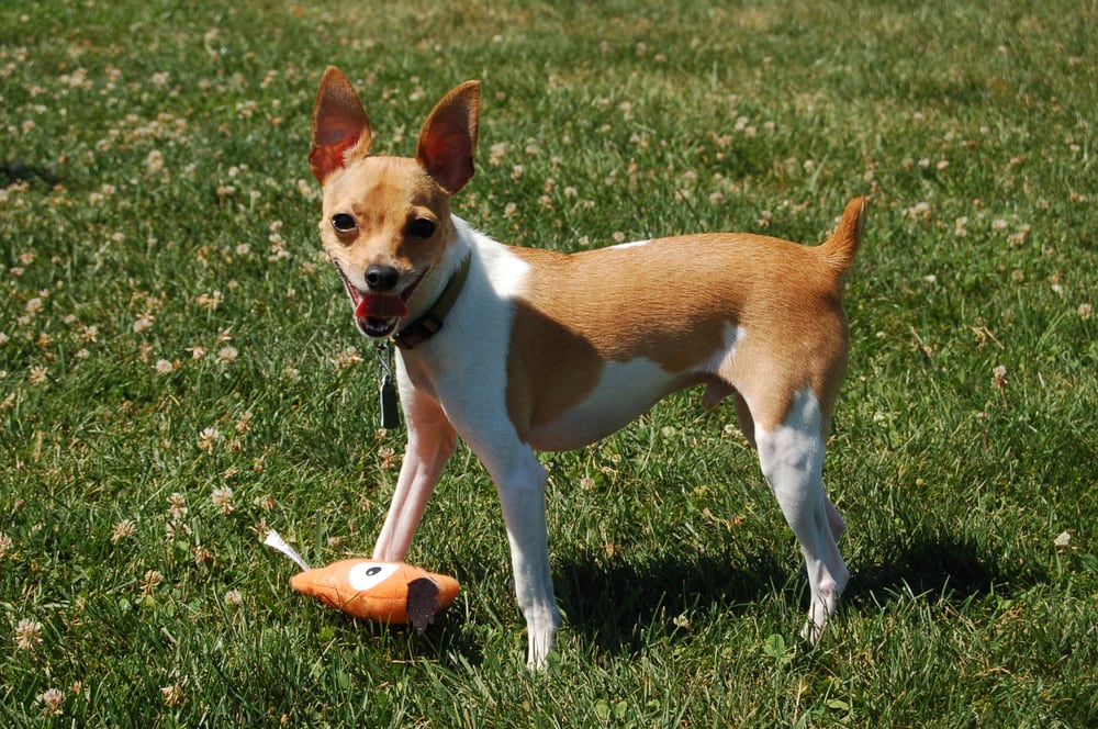 Country Hound Kennels - Munnsville, NY