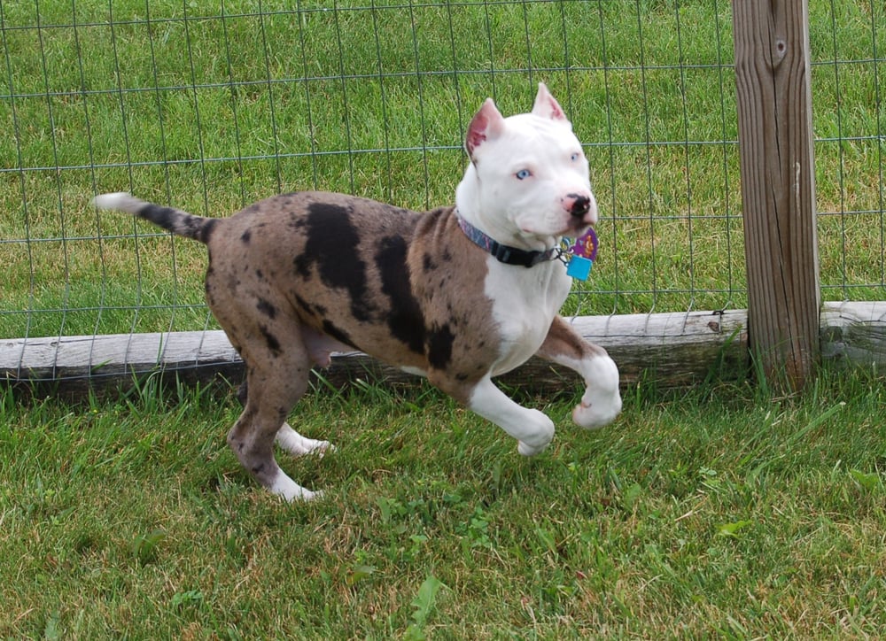 Country Hound Kennels - Munnsville, NY