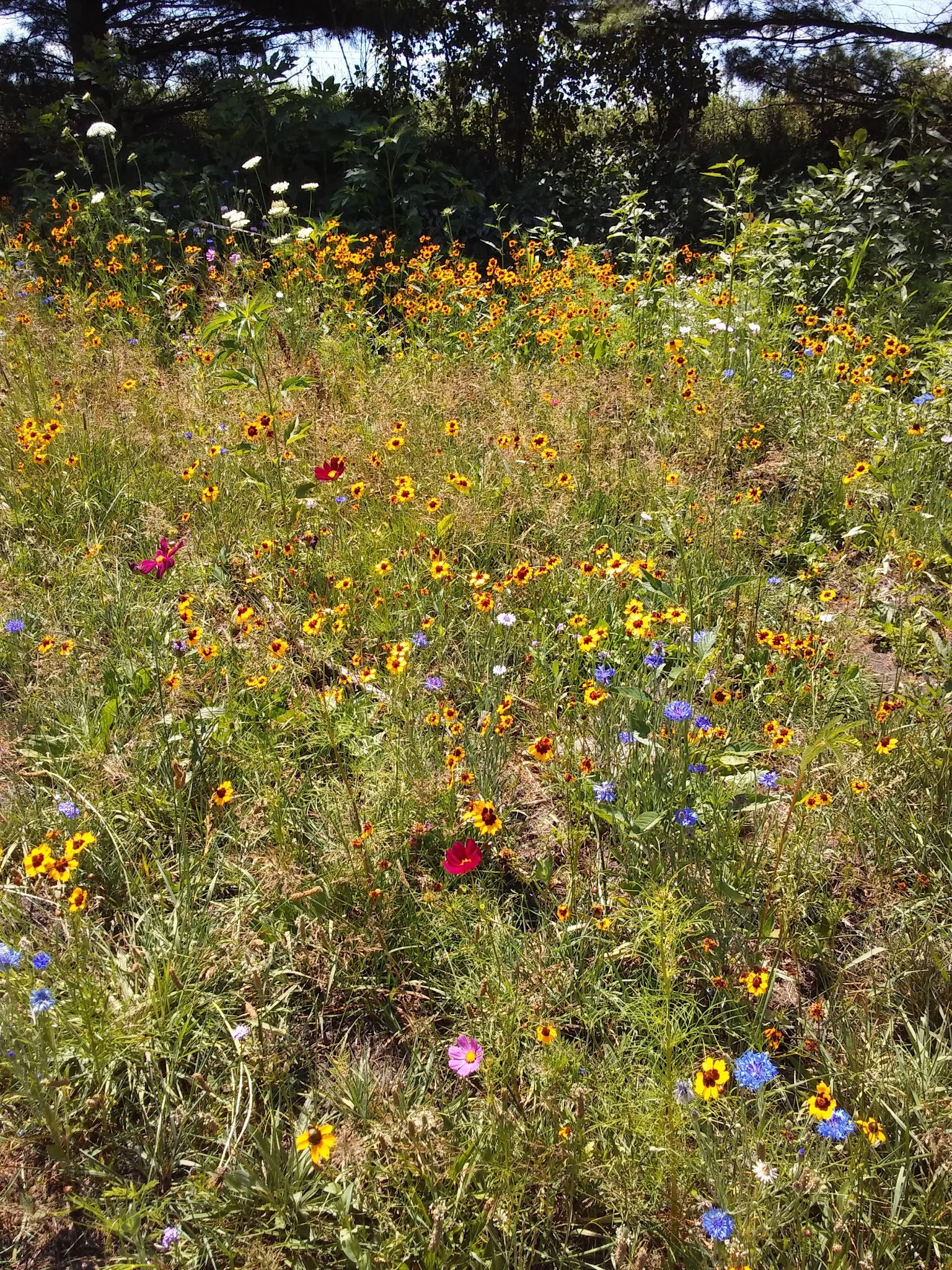 Murray Roadside Park - Murray, IA