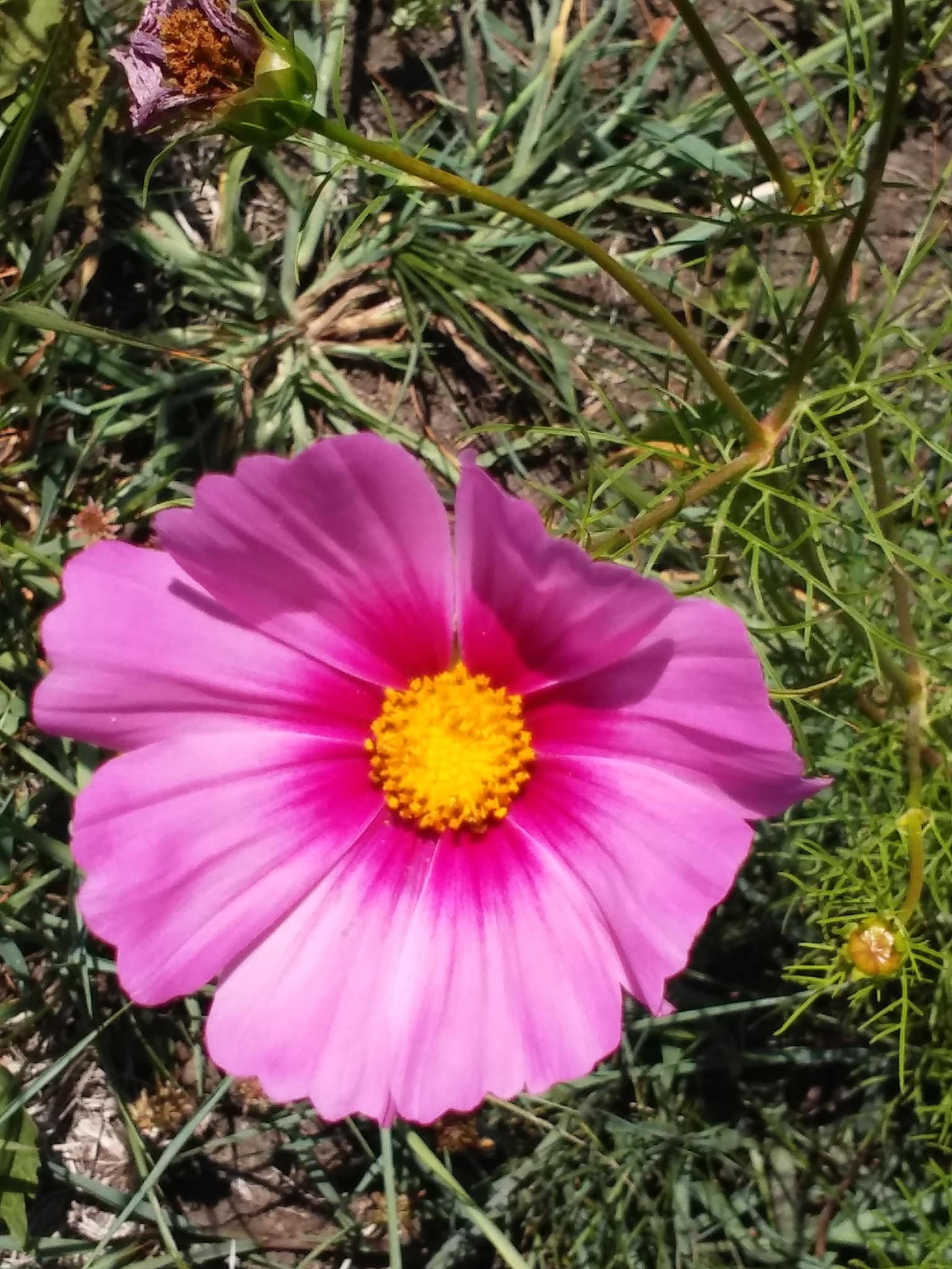 Murray Roadside Park - Murray, IA