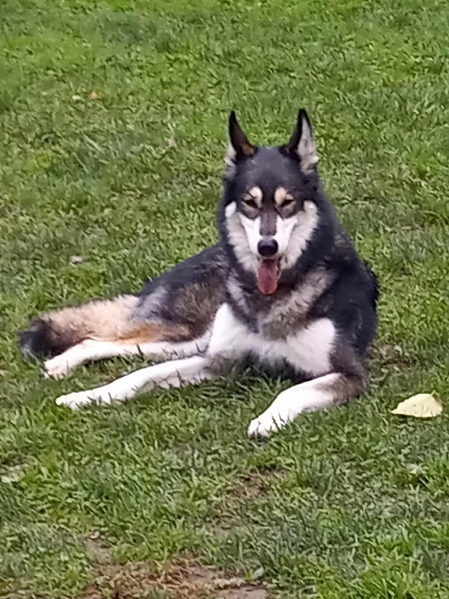 Guenther Willows Dog Park - Murrieta, CA