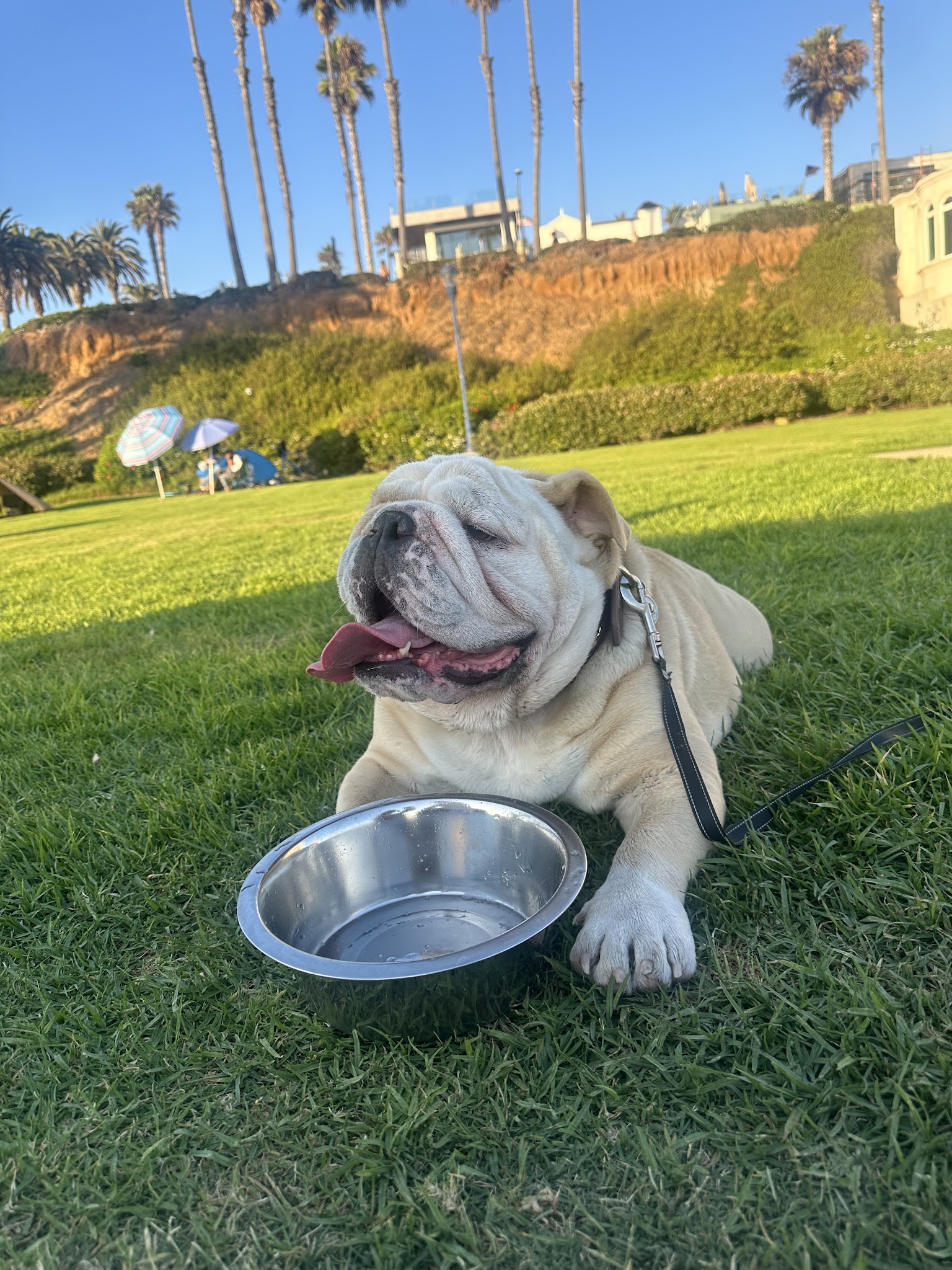 Guenther Willows Dog Park - Murrieta, CA