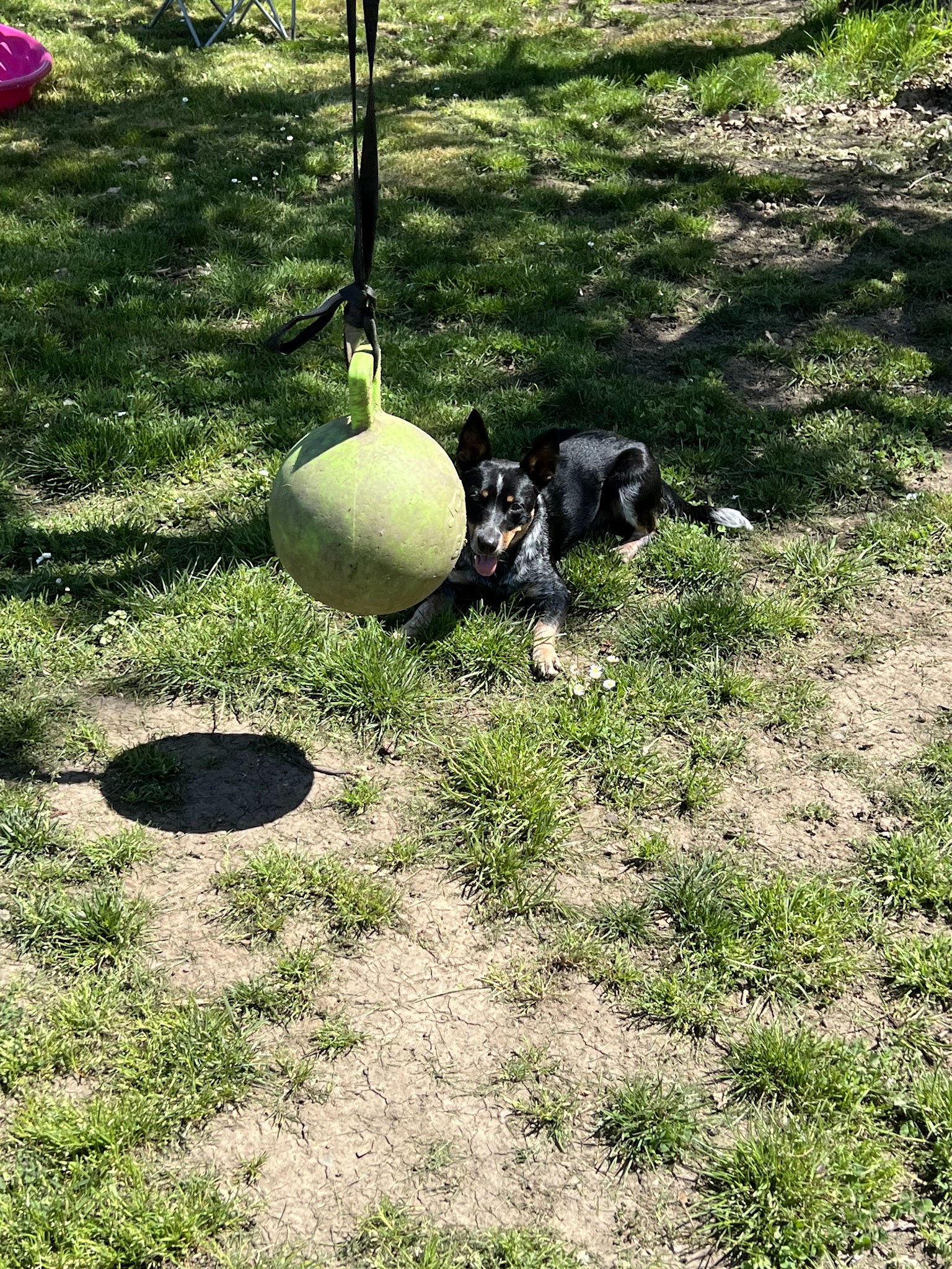 Hightailin' Pup - Myrtle Creek, OR