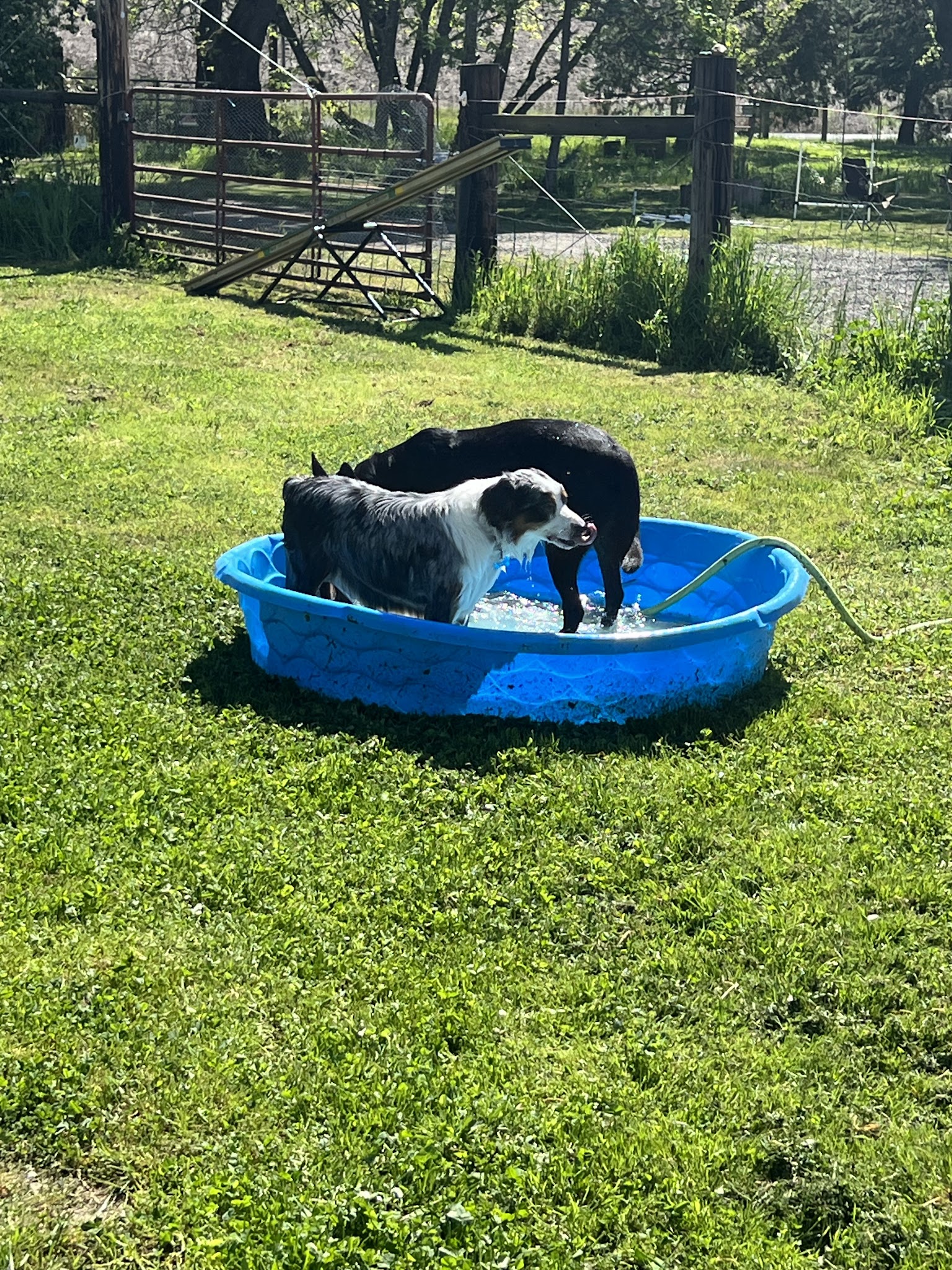 Hightailin' Pup - Myrtle Creek, OR