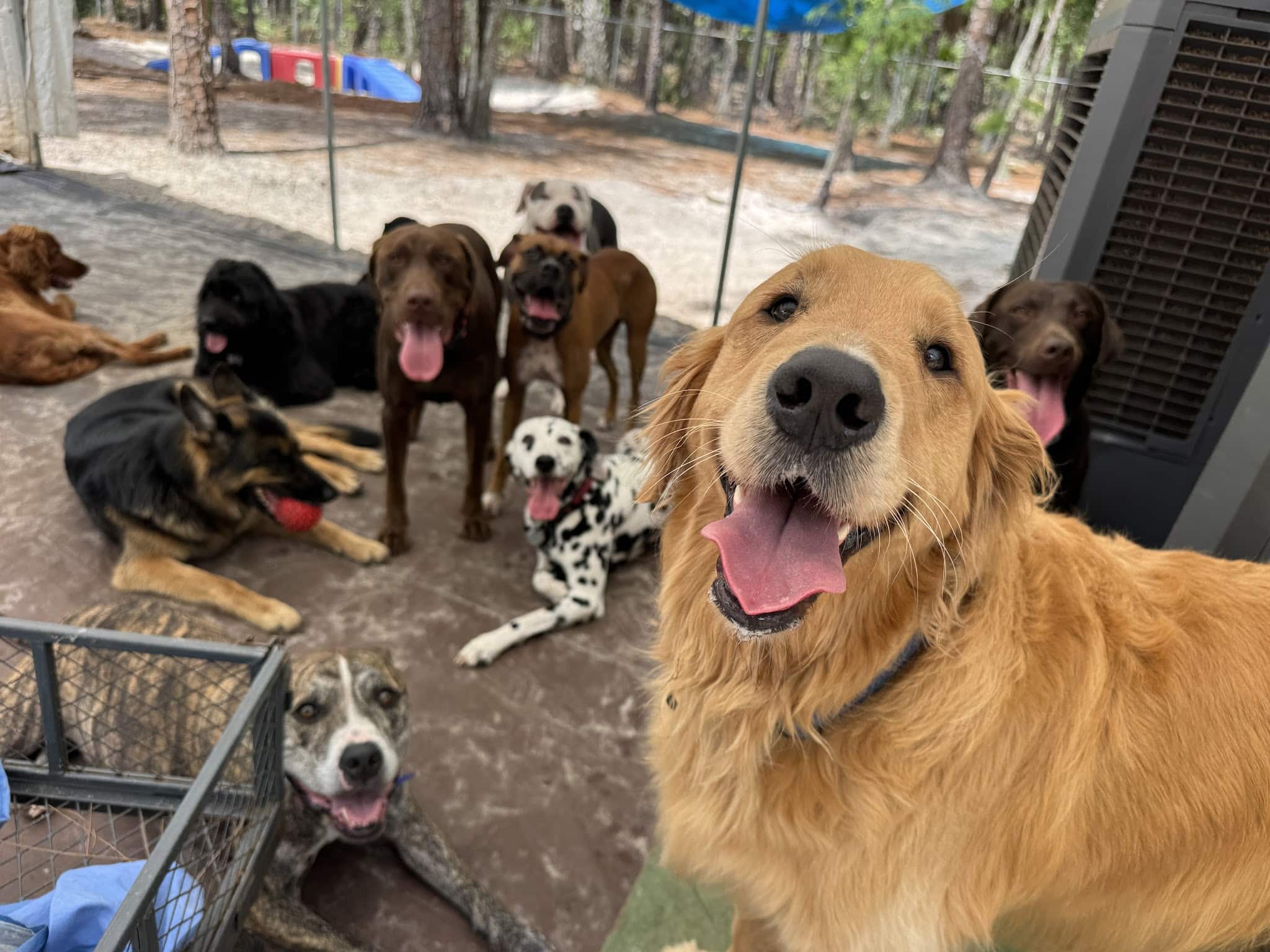 Donnie’s World LLC - Naples, FL