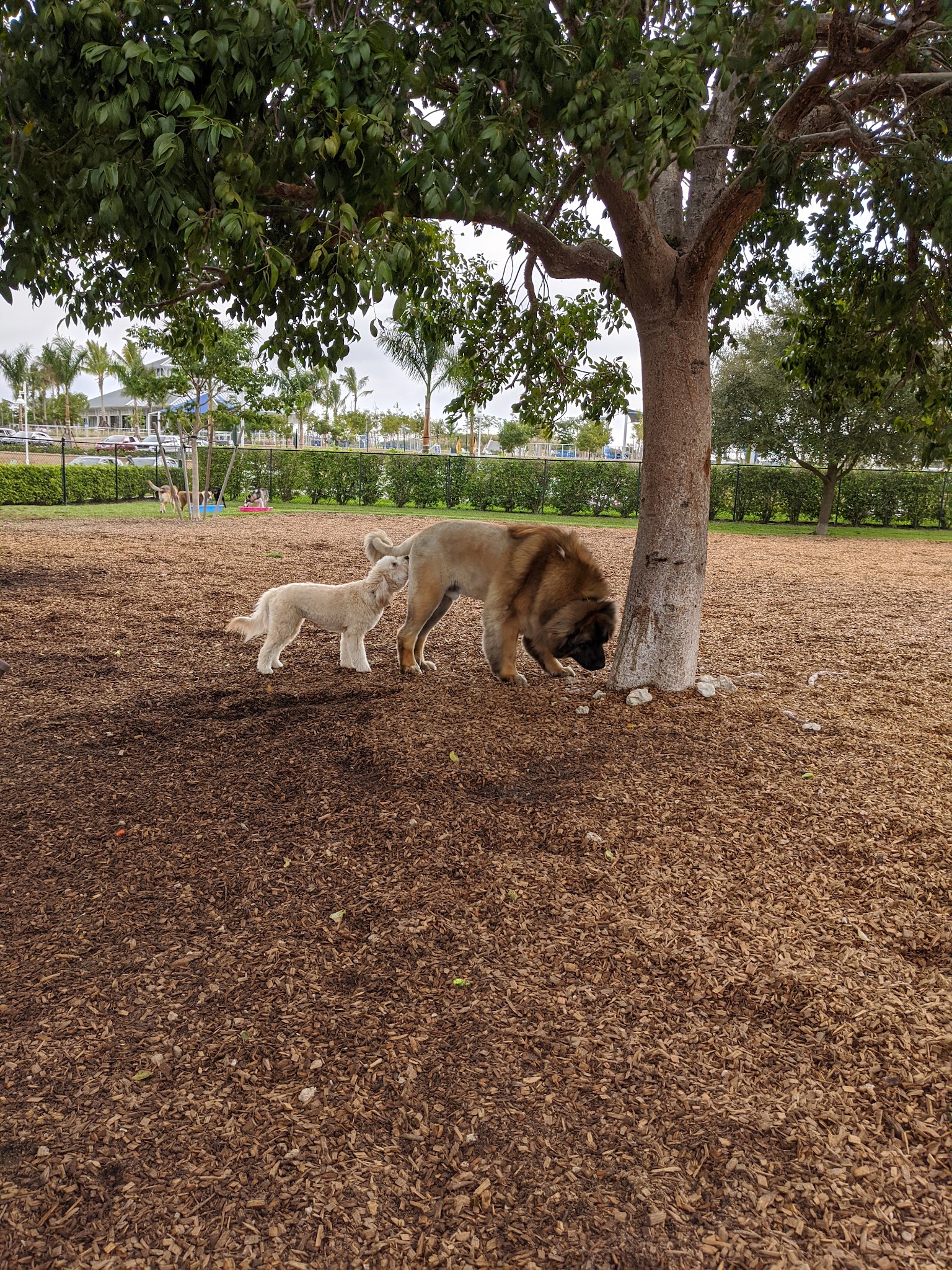 Naples Dog Park - Naples, FL
