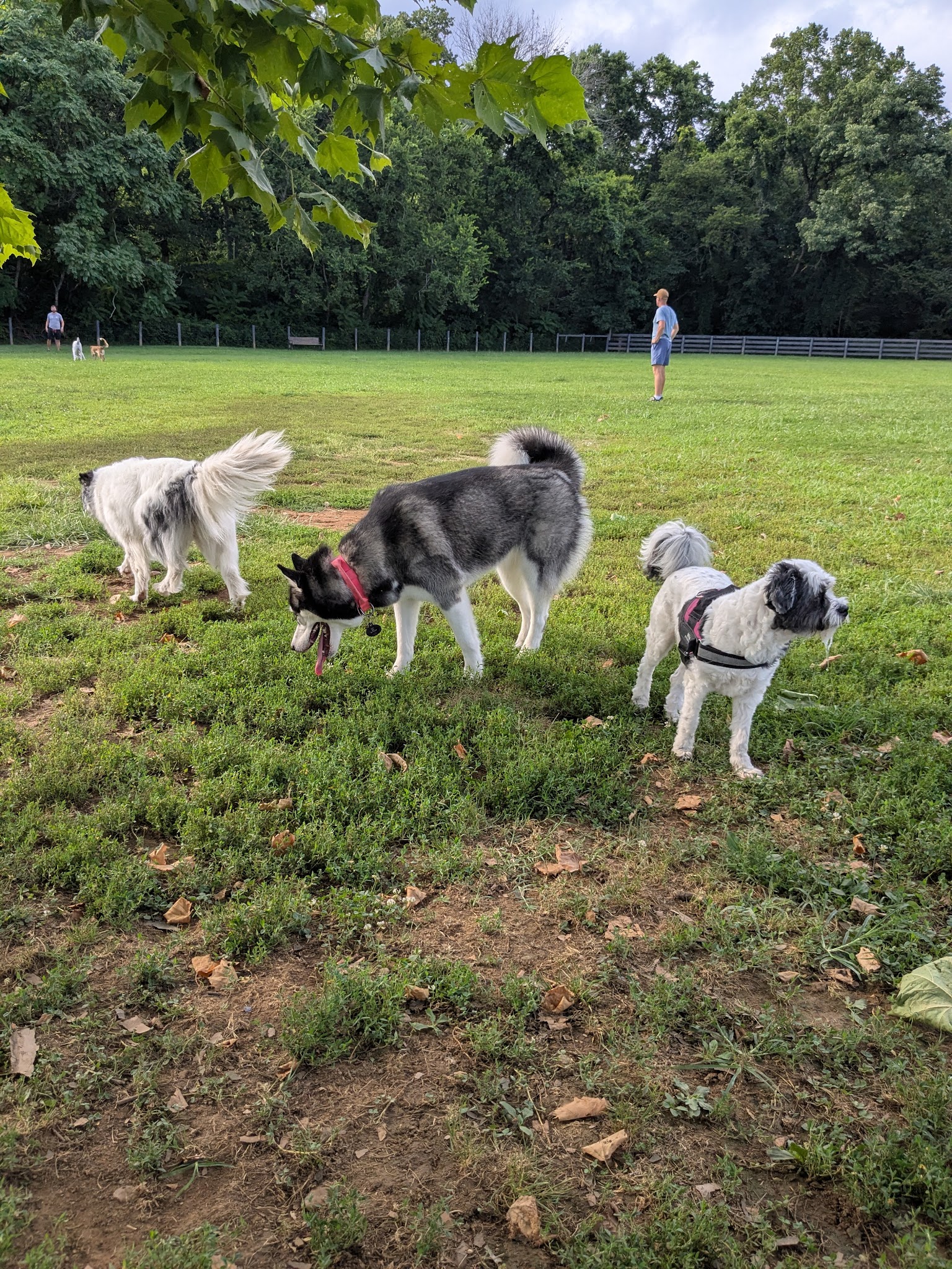Edwin Warner Dog Park - Nashville, TN