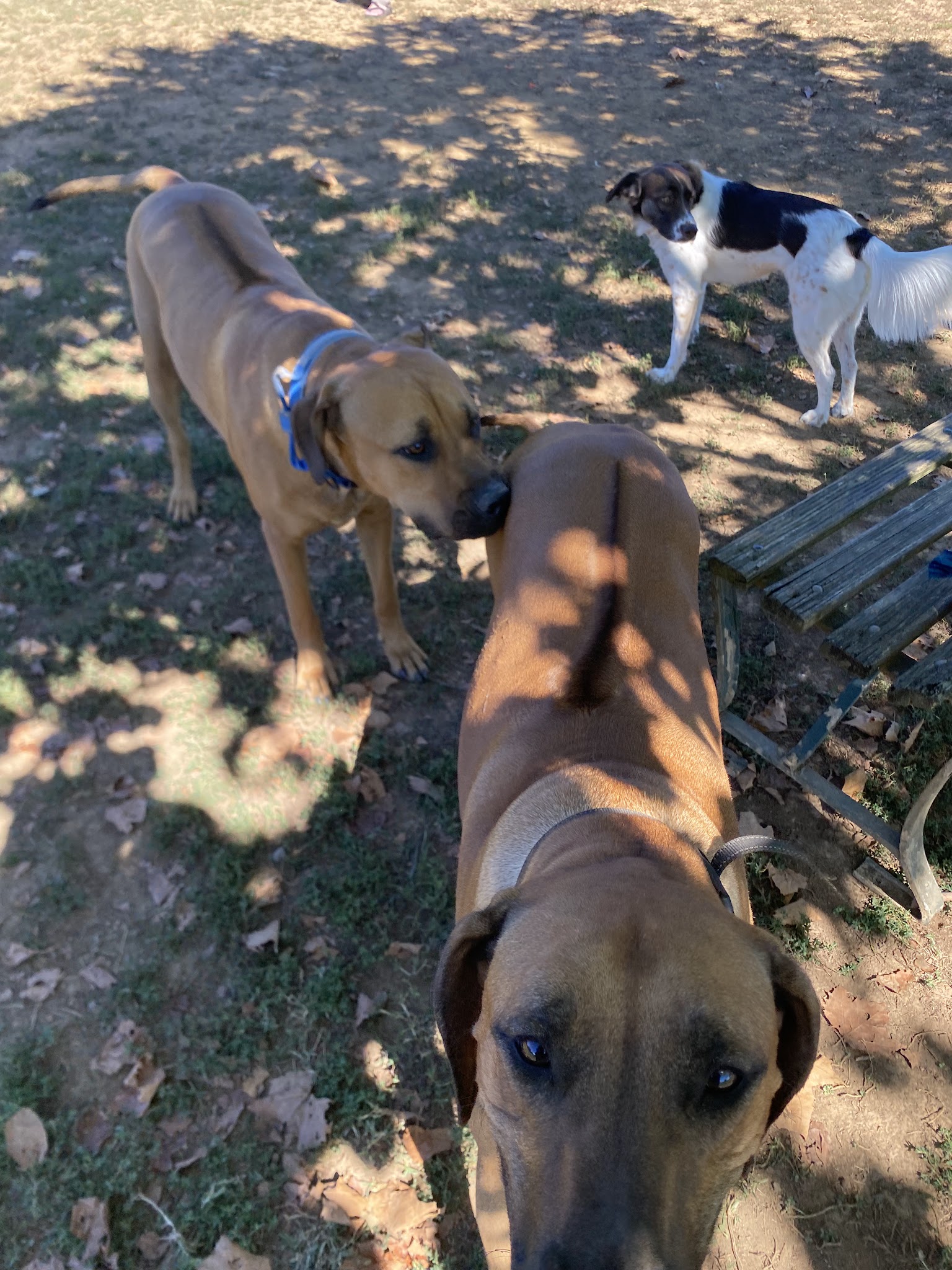 Edwin Warner Dog Park - Nashville, TN