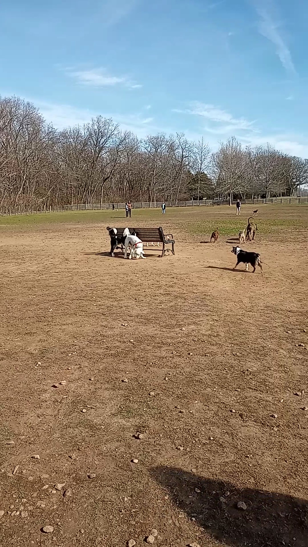 Edwin Warner Dog Park - Nashville, TN