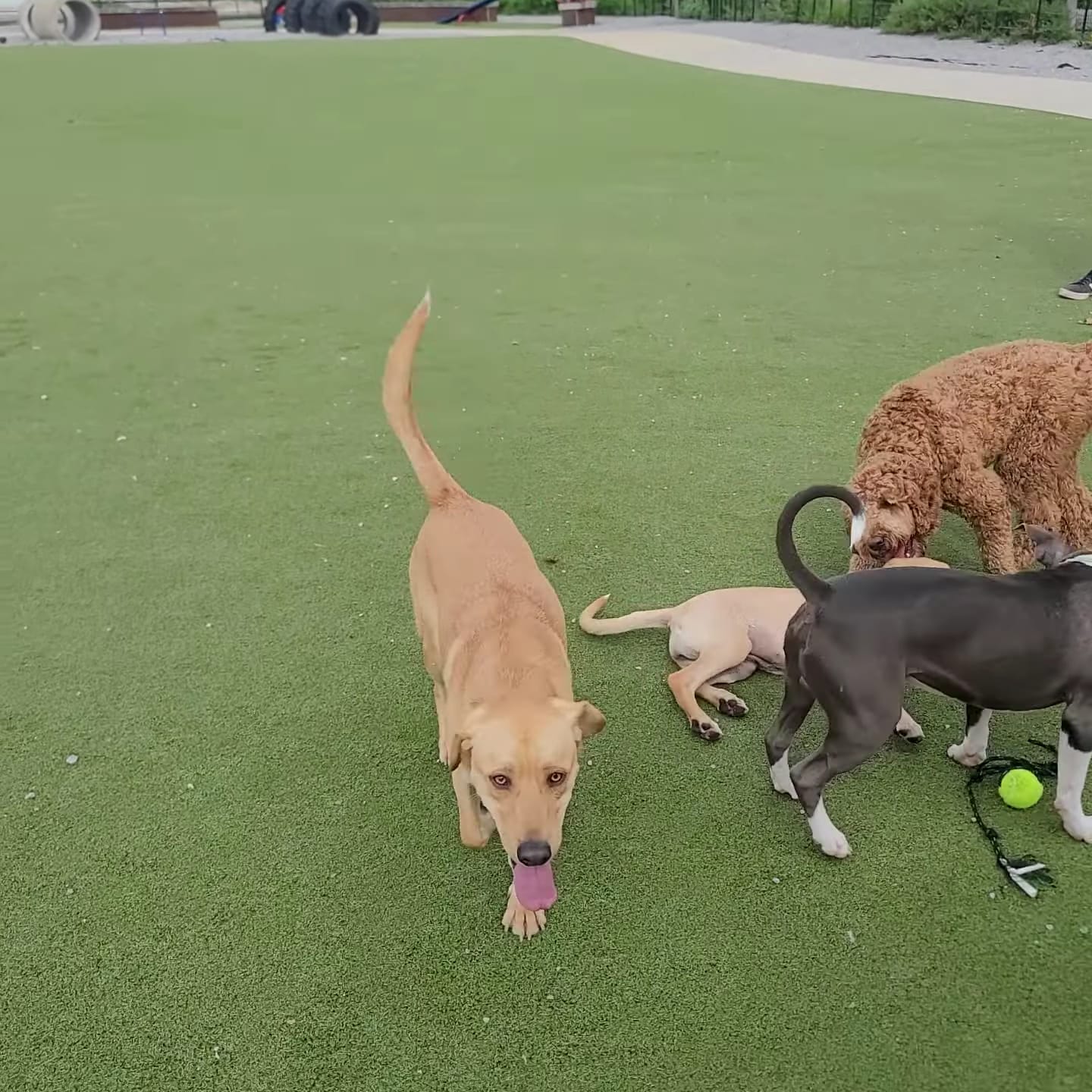 Fair Park Dog Park - Nashville, TN
