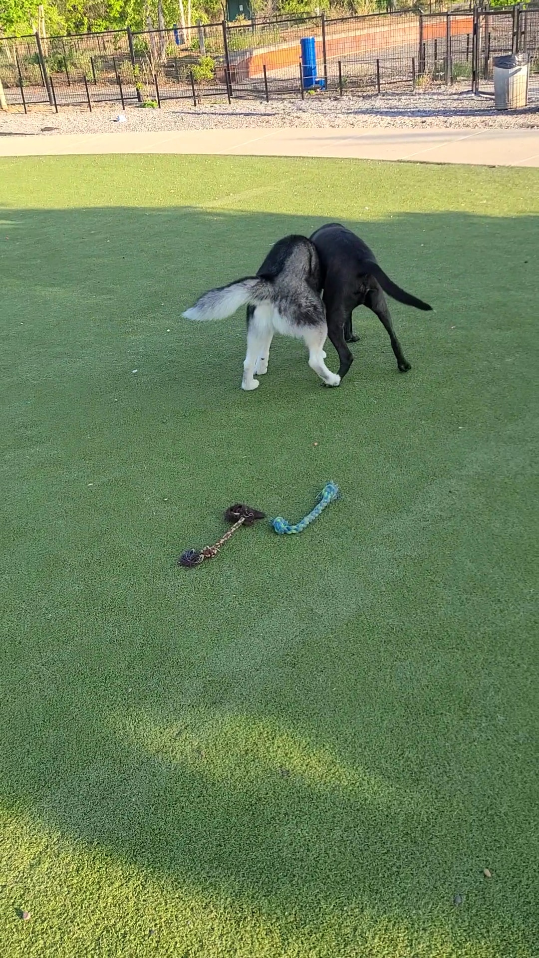 Fair Park Dog Park - Nashville, TN