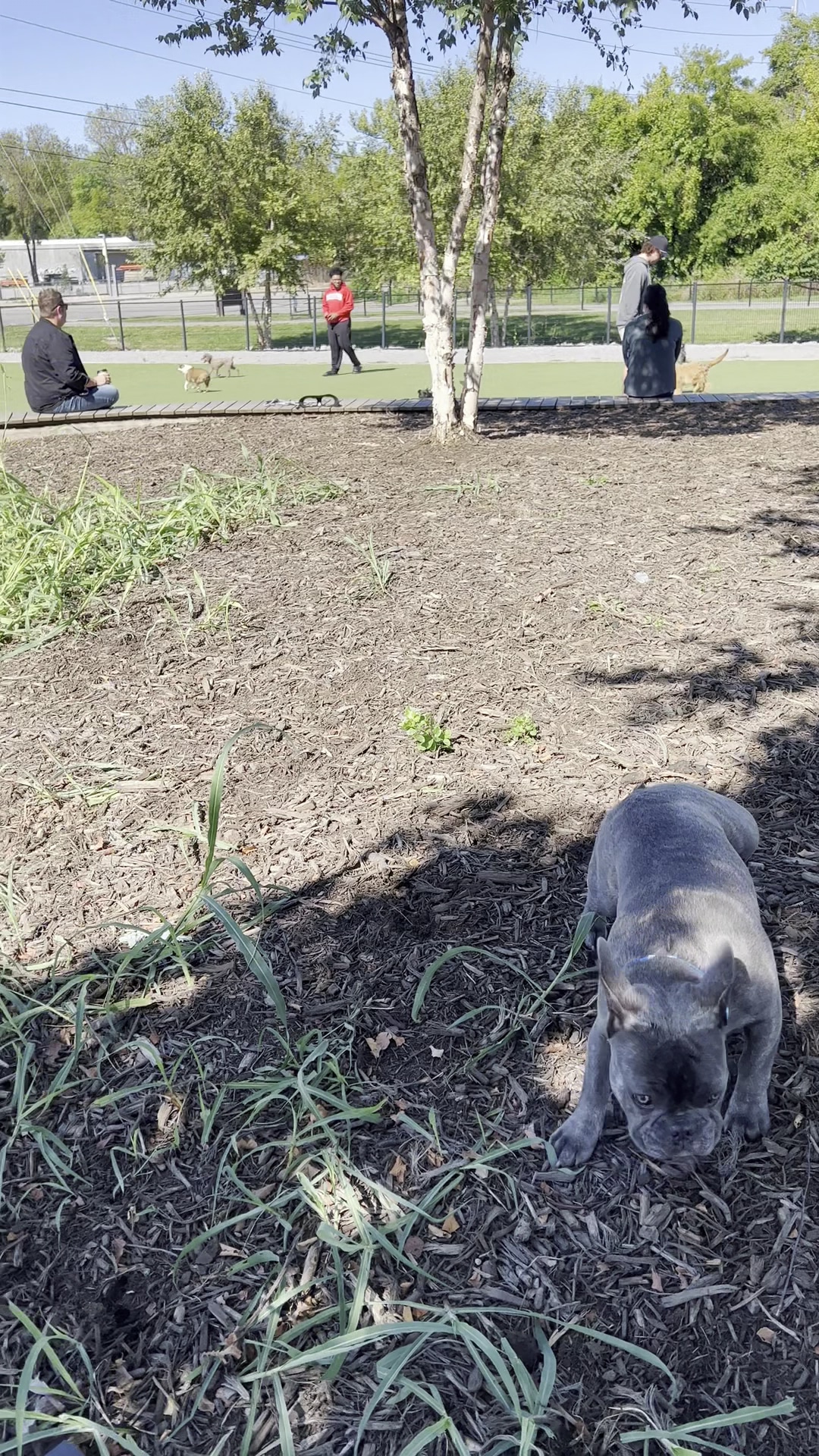 Fair Park Dog Park - Nashville, TN