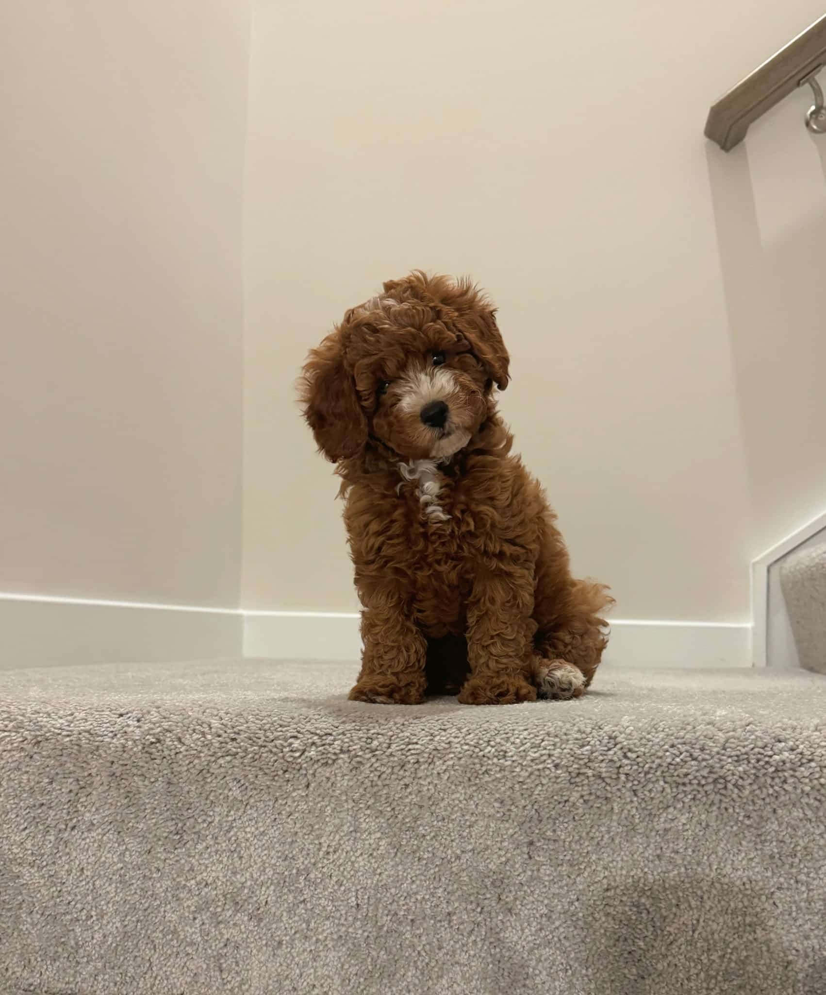 Rockbridge Puppies - Natural Bridge, VA