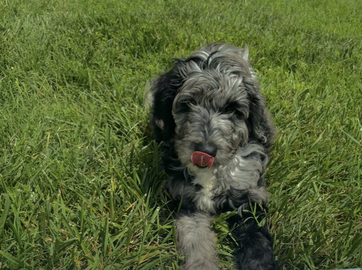 Rockbridge Puppies - Natural Bridge, VA