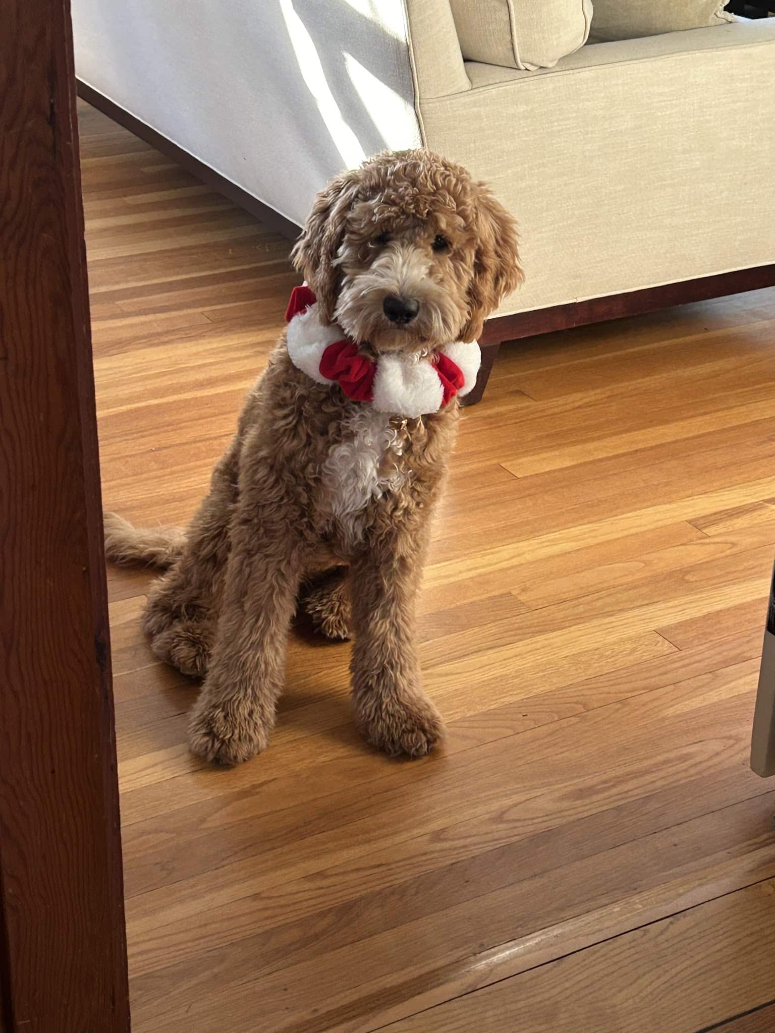 Rockbridge Puppies - Natural Bridge, VA