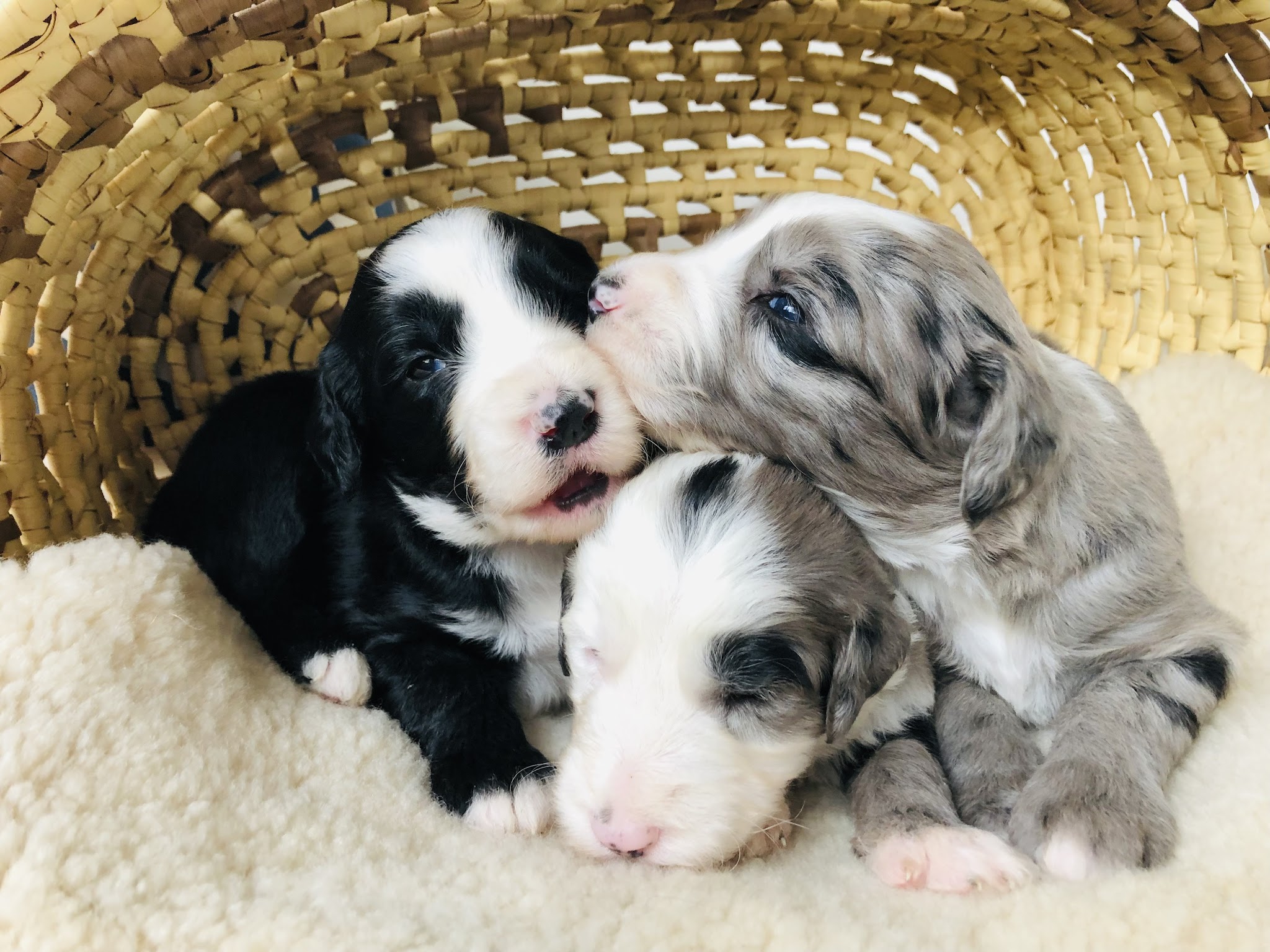 Rockbridge Puppies - Natural Bridge, VA