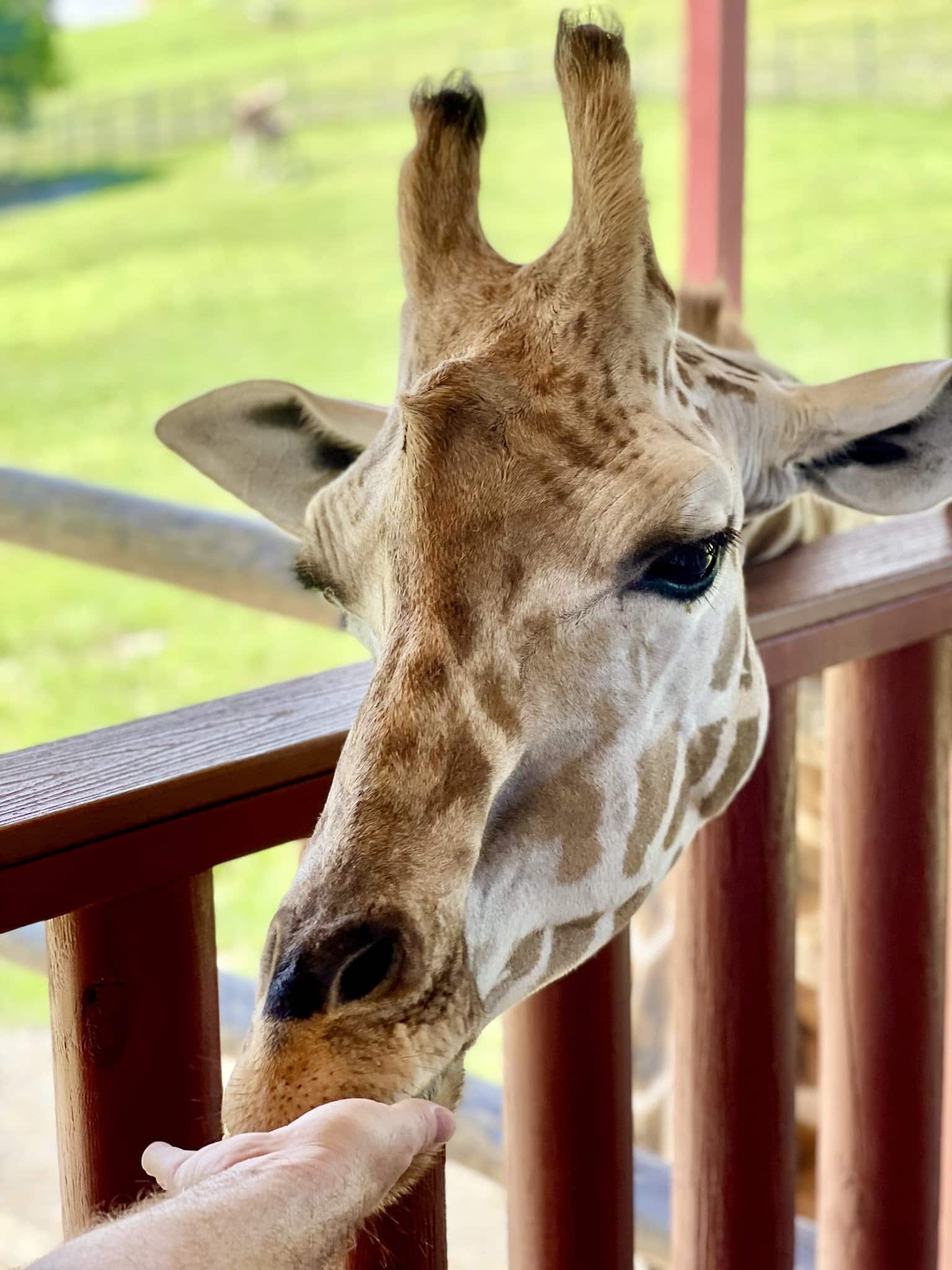 Virginia Safari Park - Natural Bridge, VA