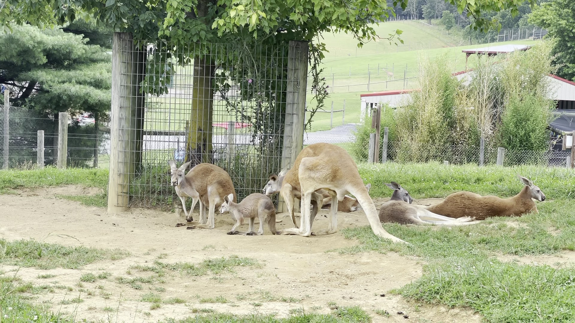 Virginia Safari Park - Natural Bridge, VA