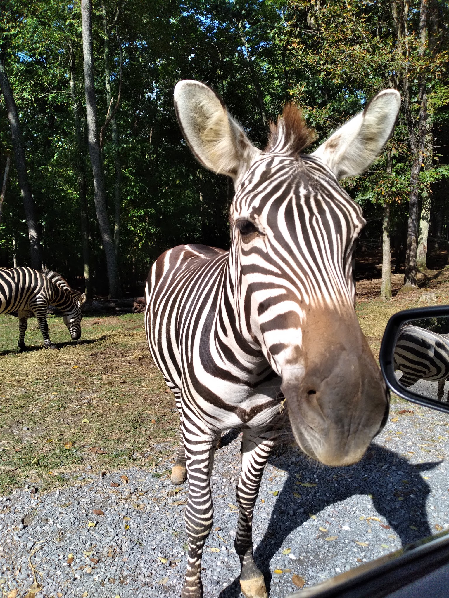 Virginia Safari Park - Natural Bridge, VA