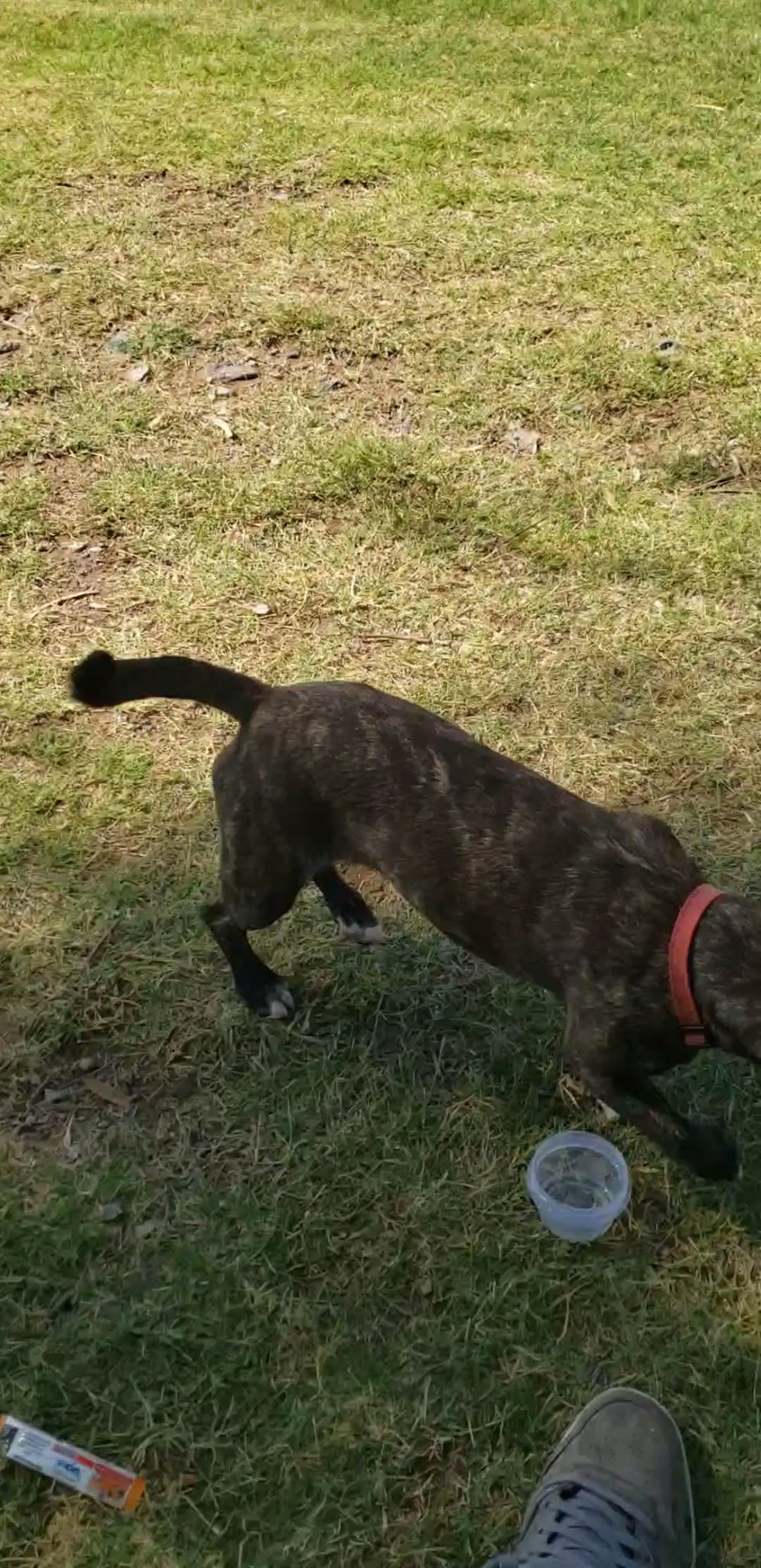 Spike's Desert Dog Parks - Needles, CA