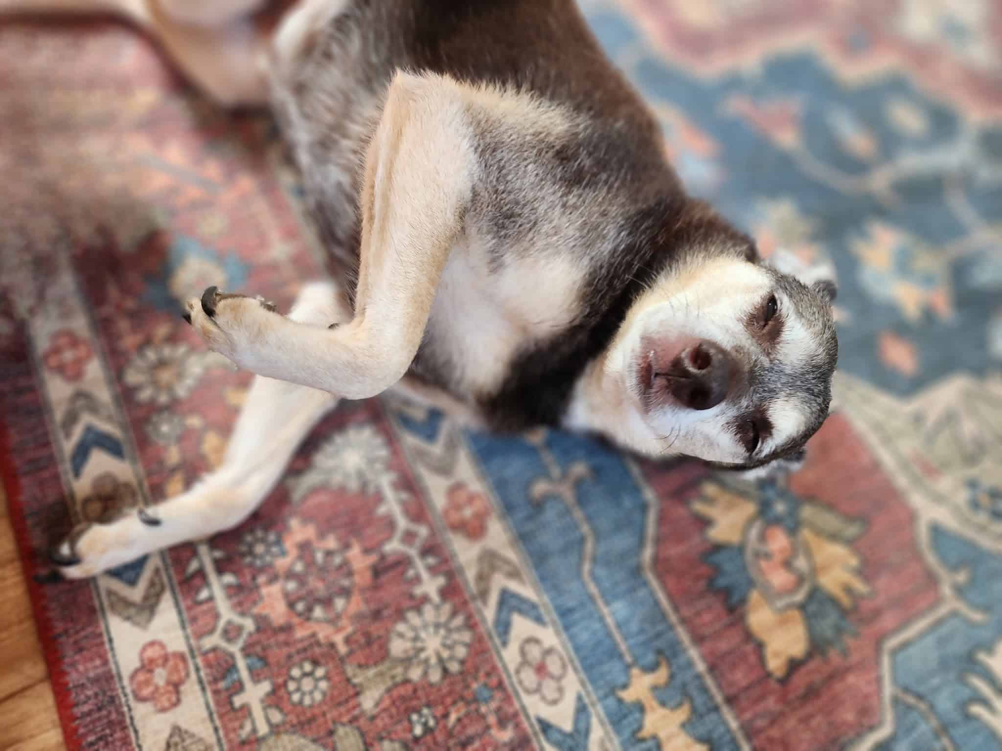 Cora's Zone - New Boston, NH