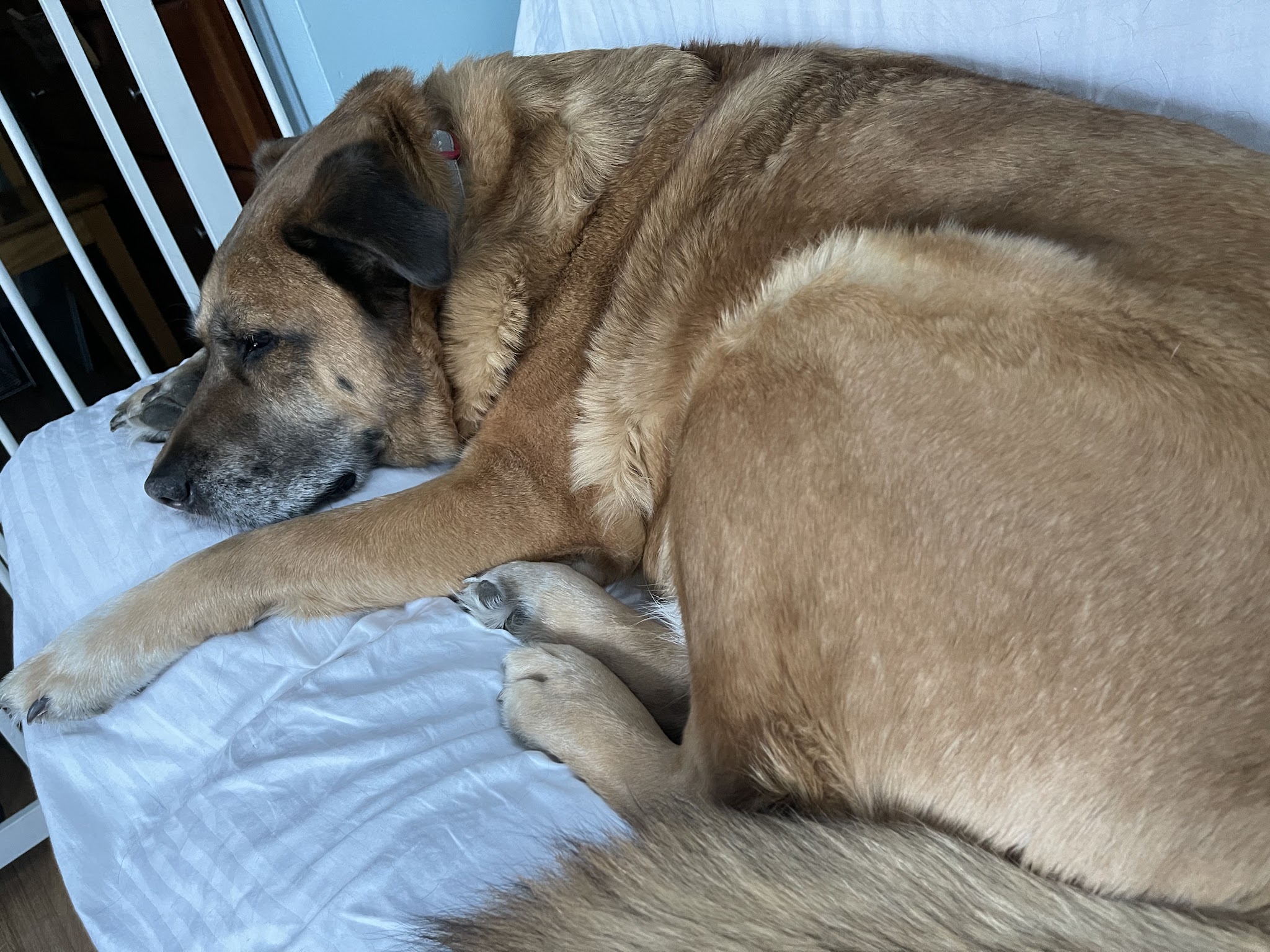 Cora's Zone - New Boston, NH