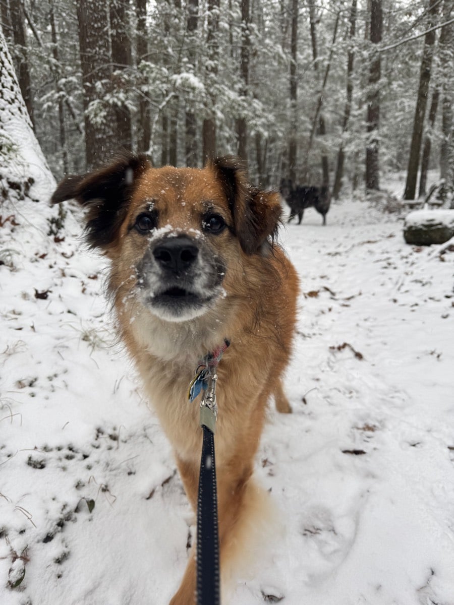 Cora's Zone - New Boston, NH