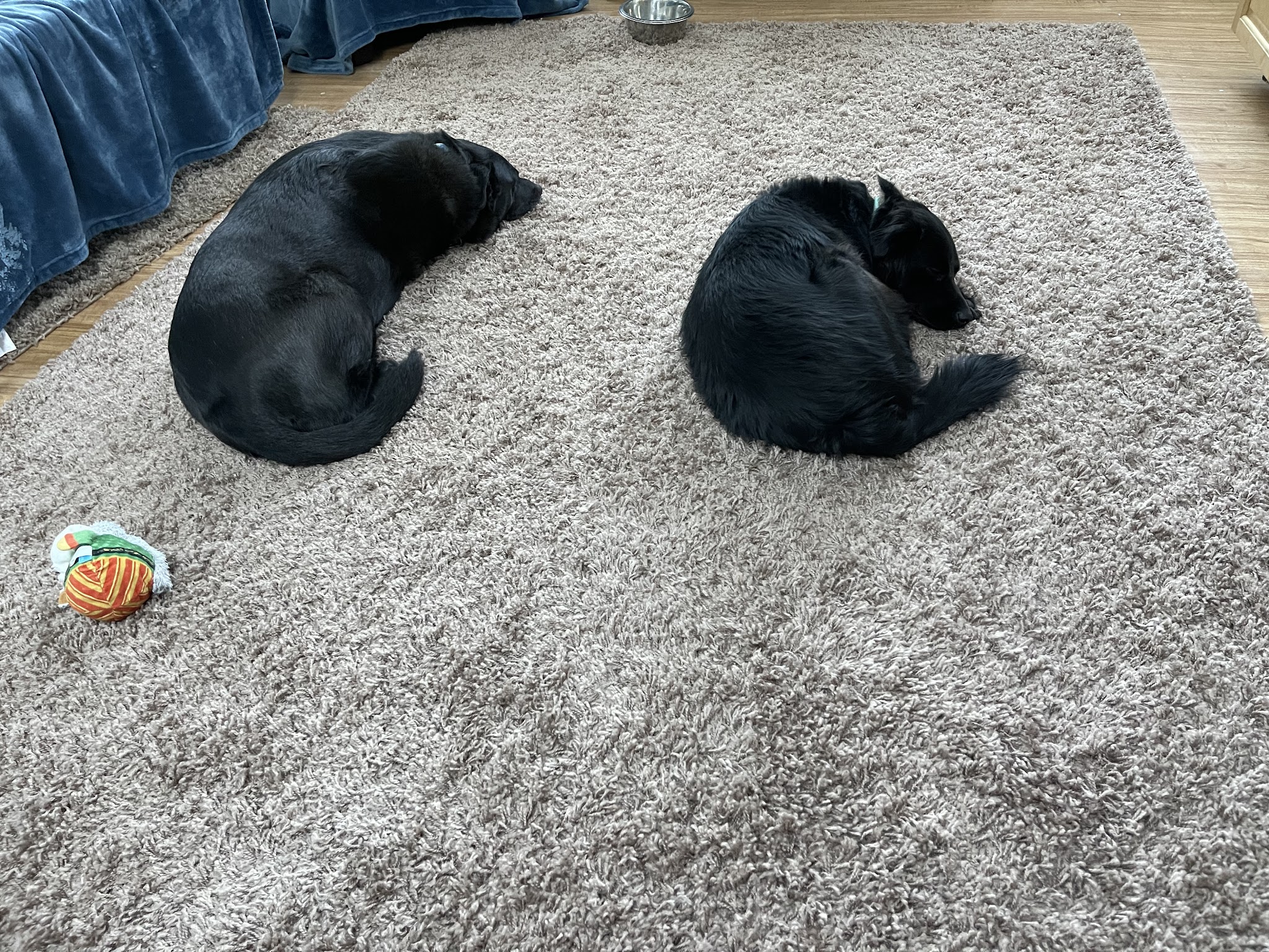 Cora's Zone - New Boston, NH