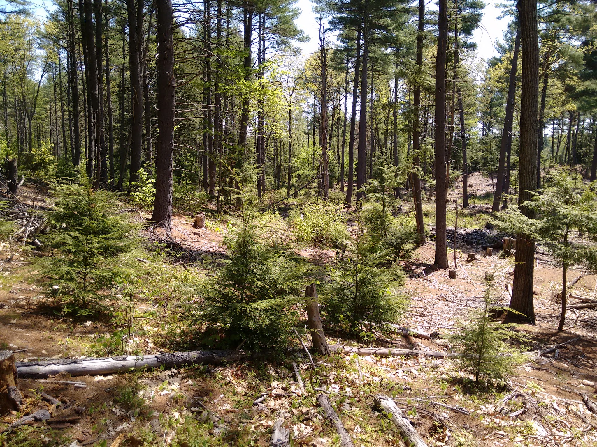 Deland Memorial Forest - New Boston, NH
