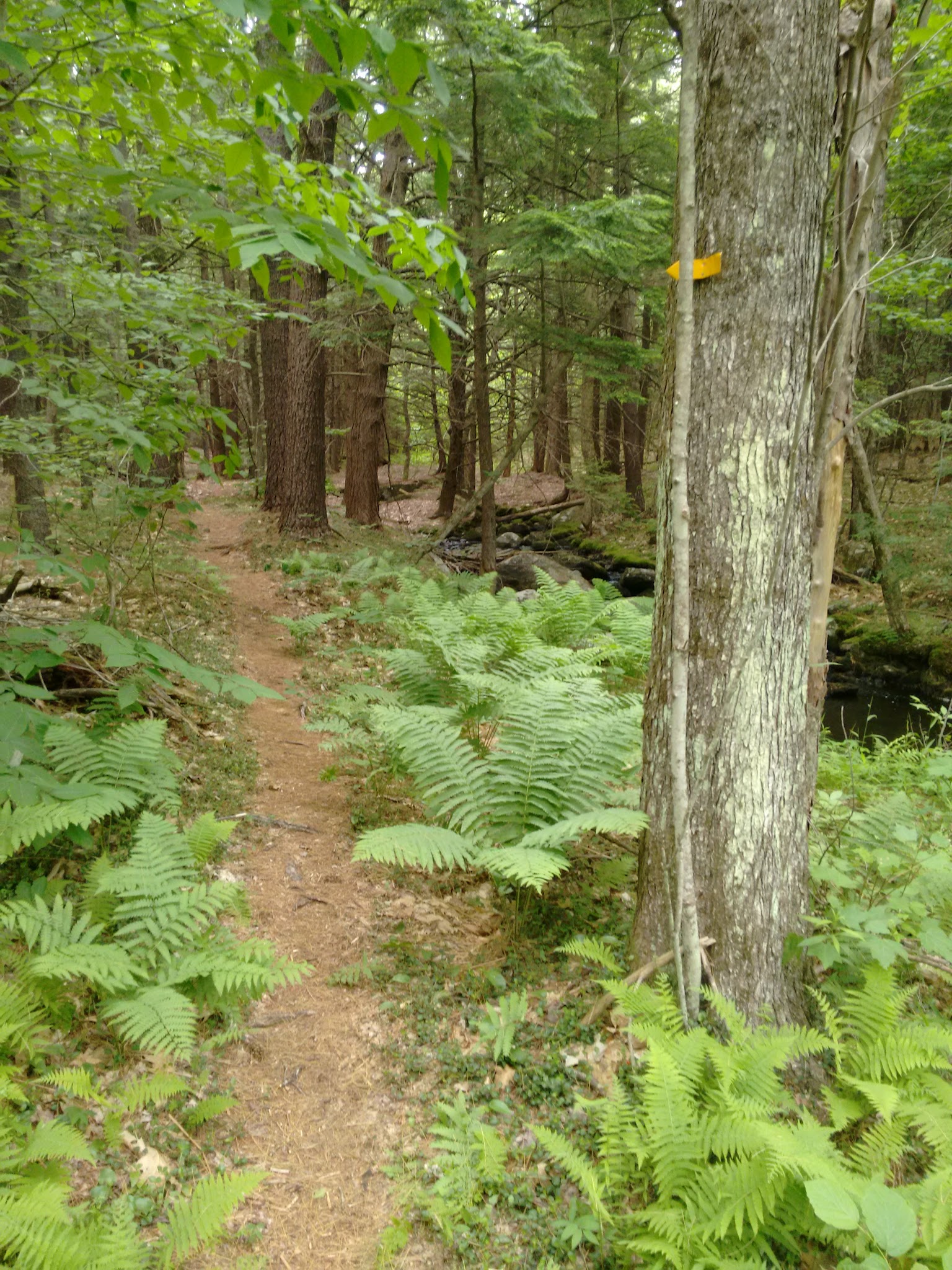 Deland Memorial Forest - New Boston, NH