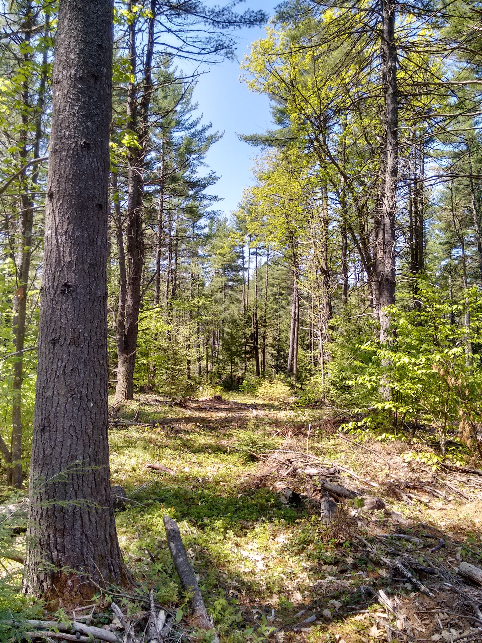 Deland Memorial Forest - New Boston, NH