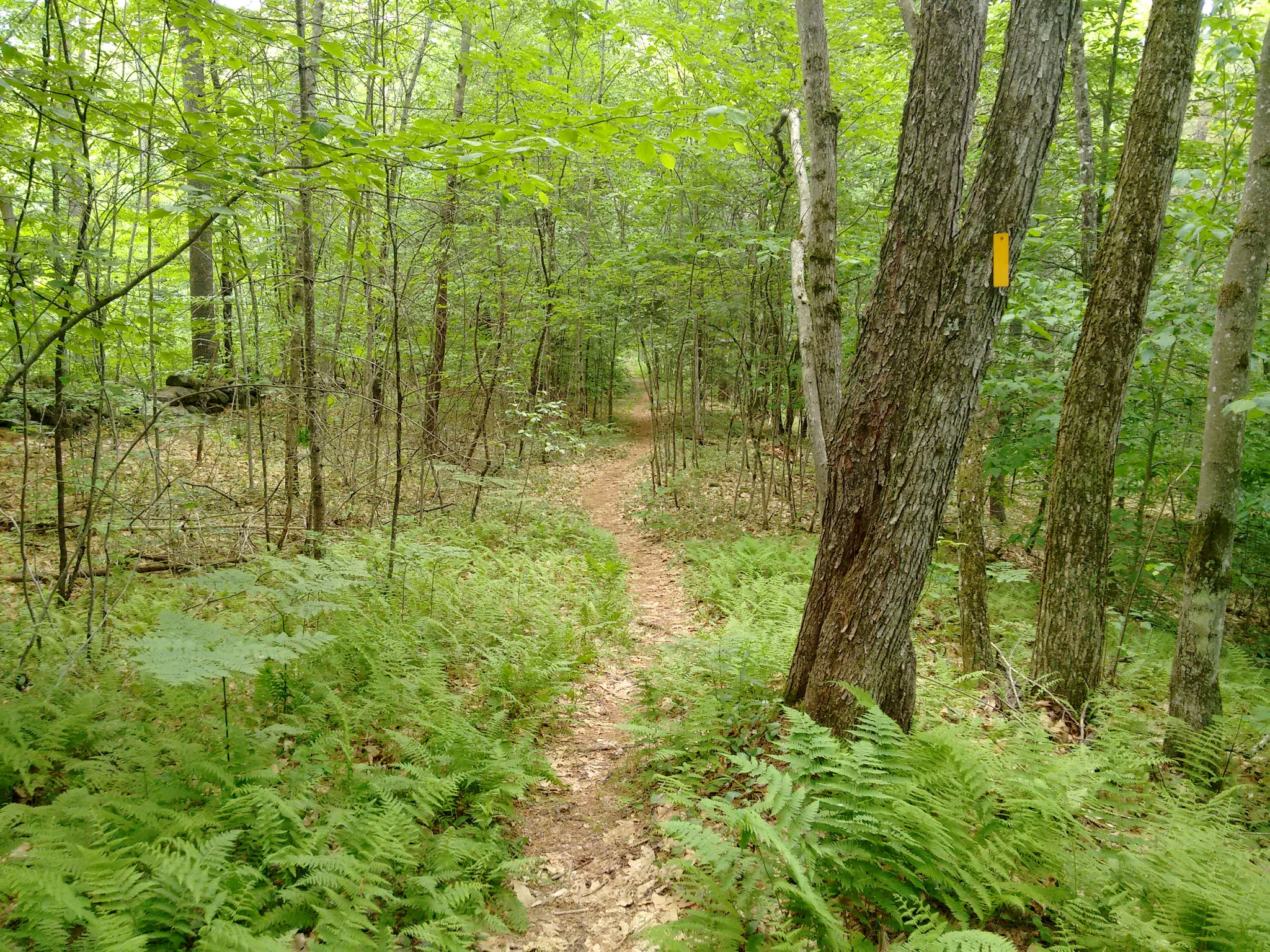 Deland Memorial Forest - New Boston, NH