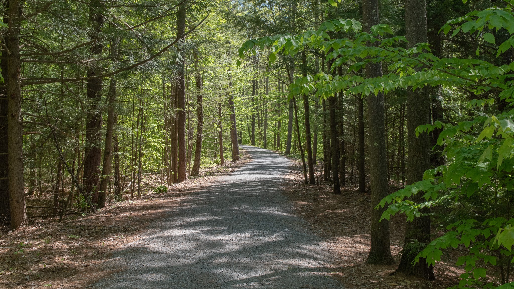 Lang Station State Forest - New Boston, NH