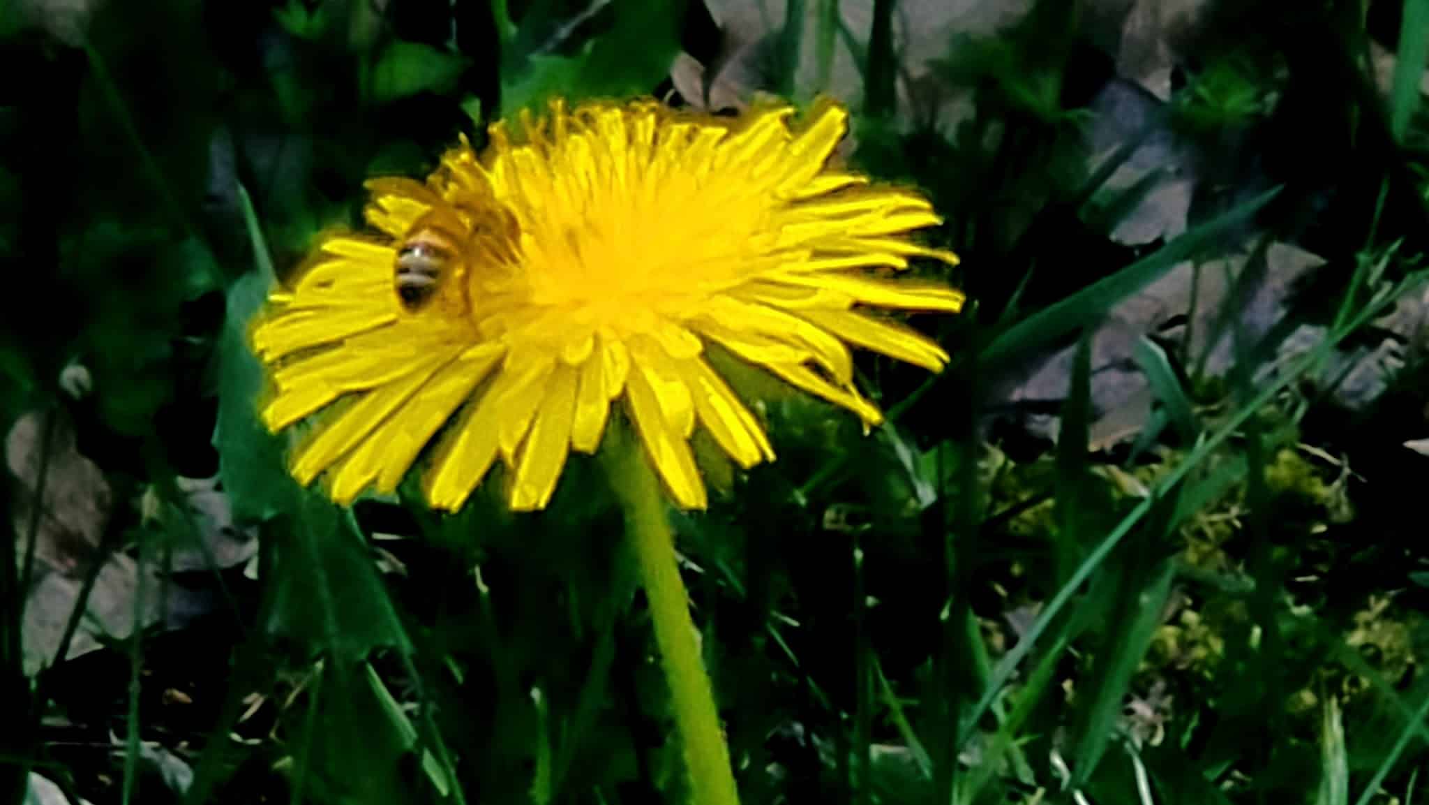 New Boston Conservation Area - New Boston, NH