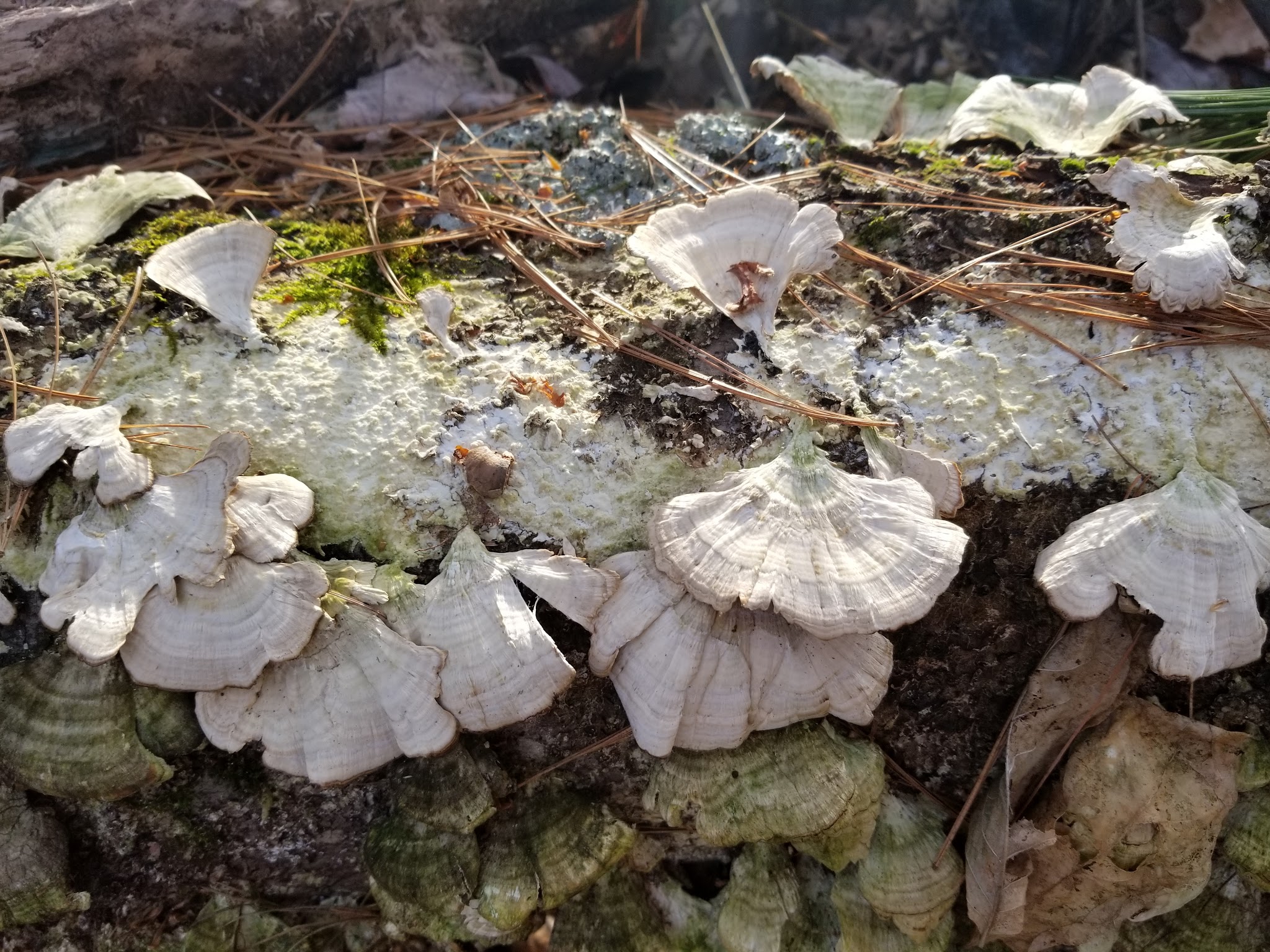 New Boston Conservation Area - New Boston, NH