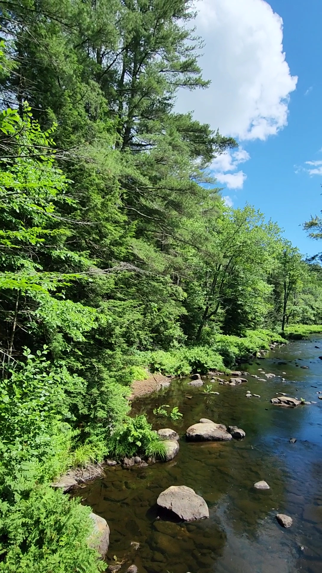 New Boston Conservation Area - New Boston, NH