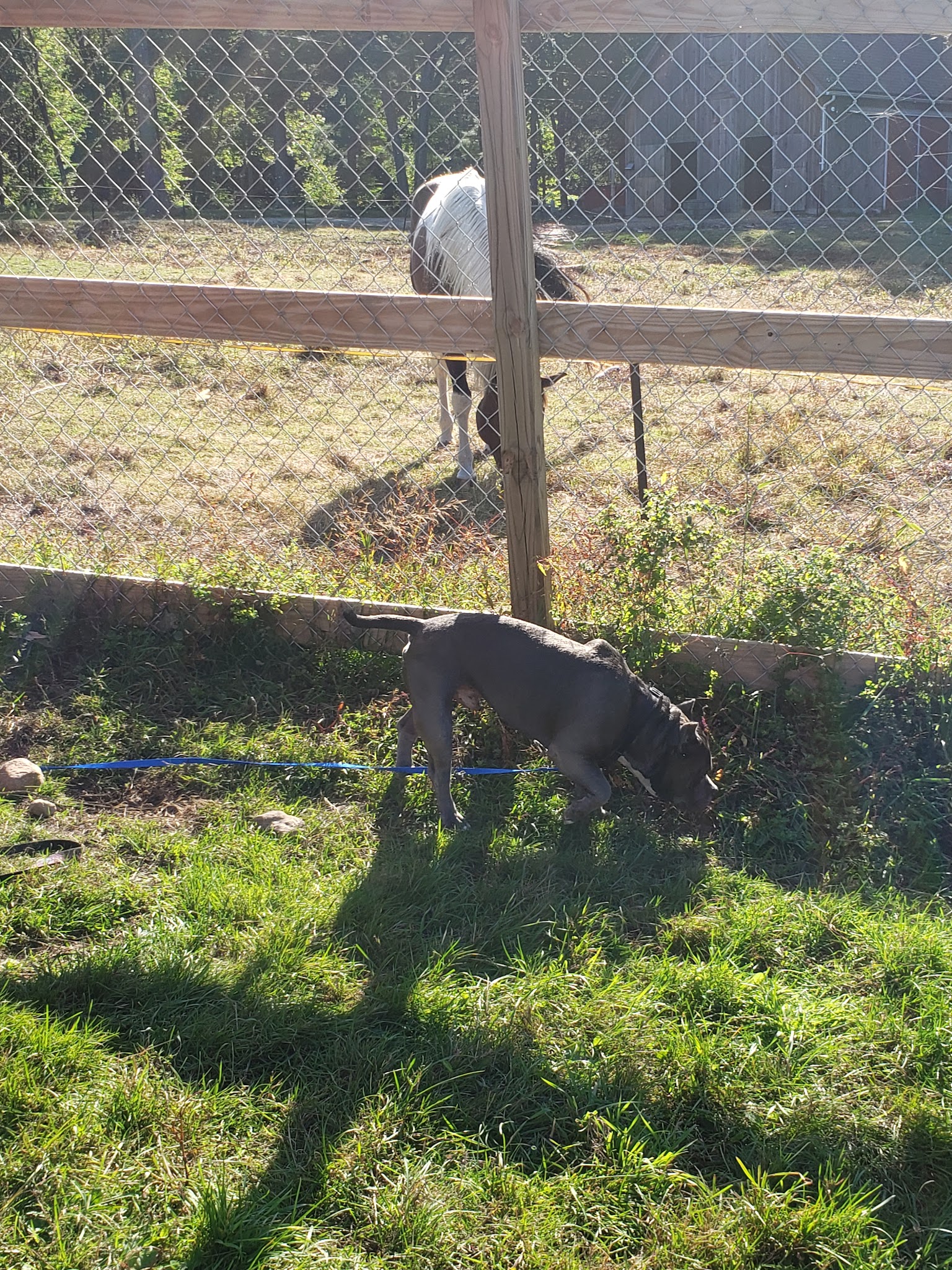 Second Chance Ranch Rescue - New Boston, NH