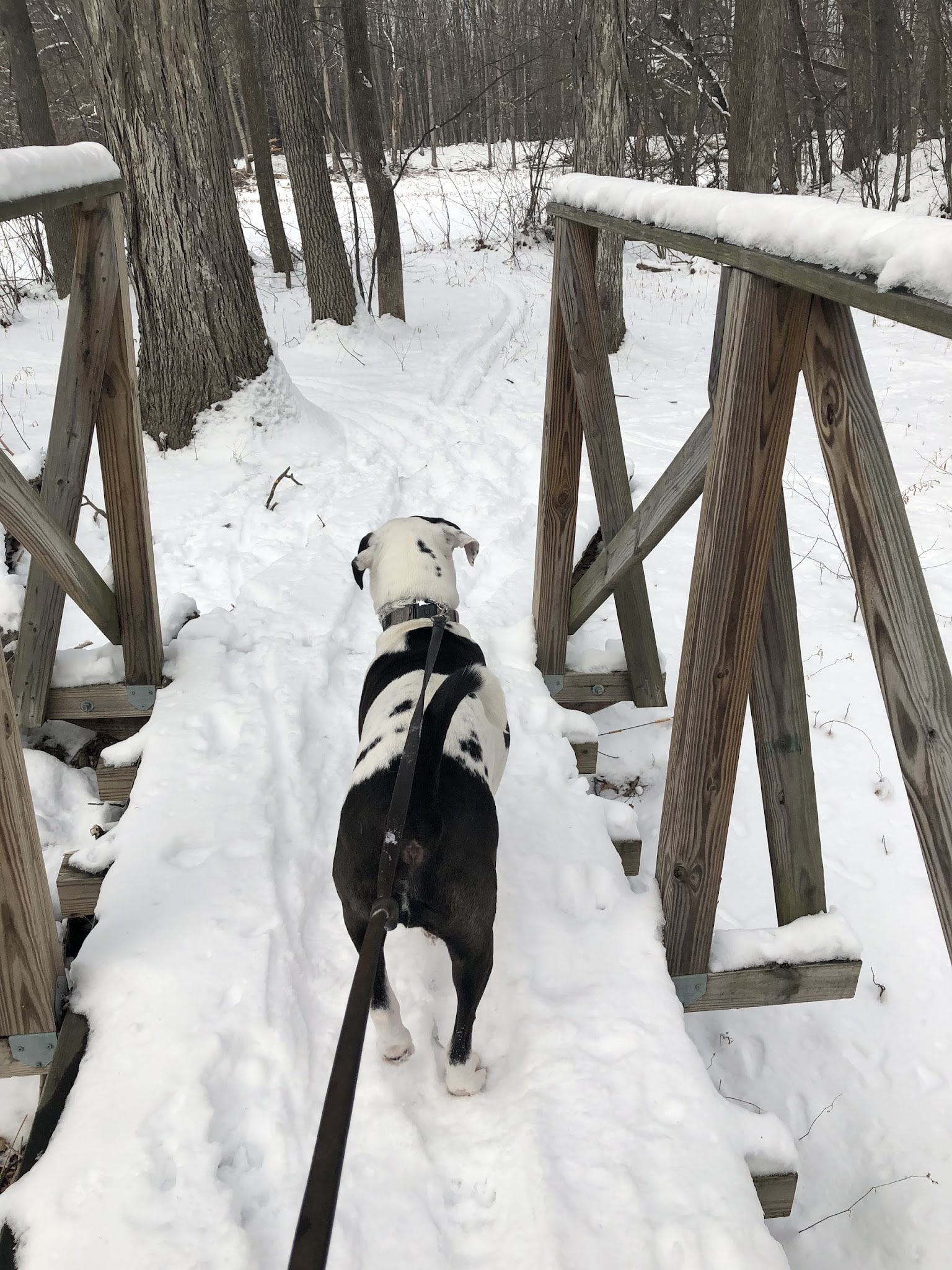 Second Chance Ranch Rescue - New Boston, NH