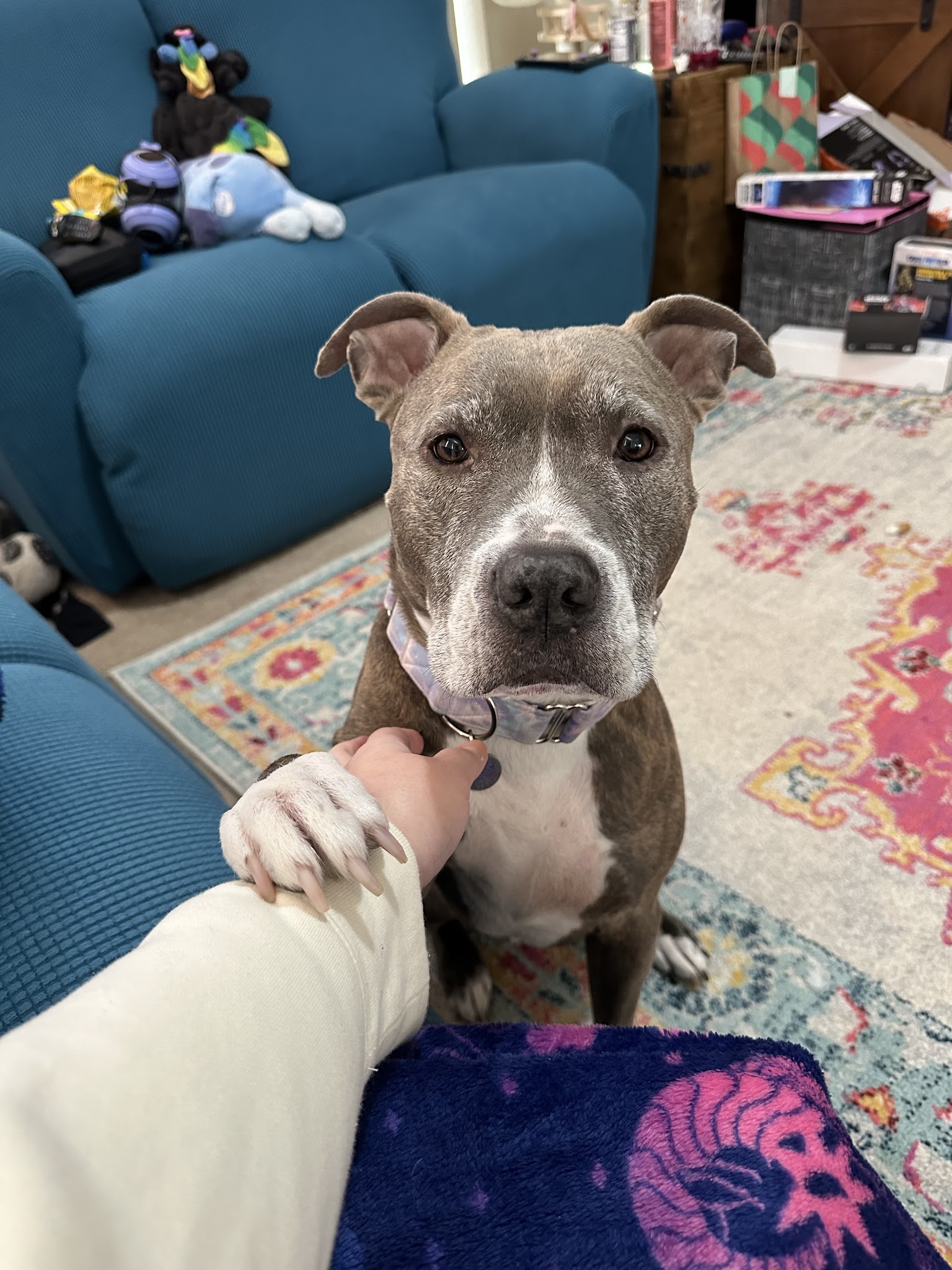 Second Chance Ranch Rescue - New Boston, NH