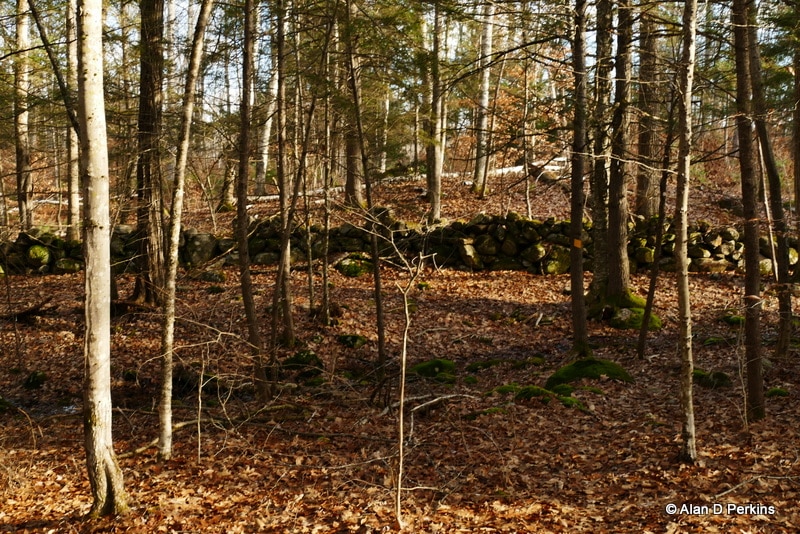 Tuthill Woodlands Preserve - New Boston, NH