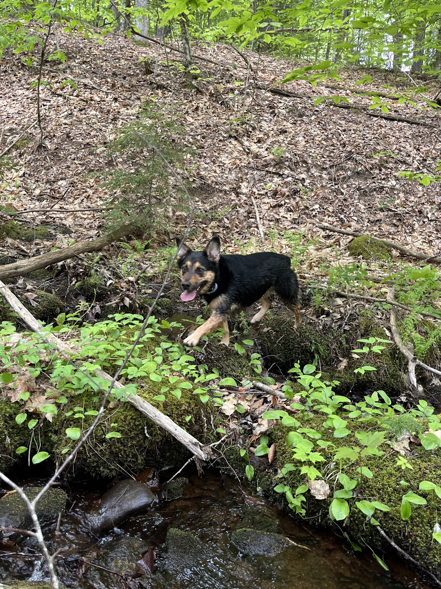 Tuthill Woodlands Preserve - New Boston, NH